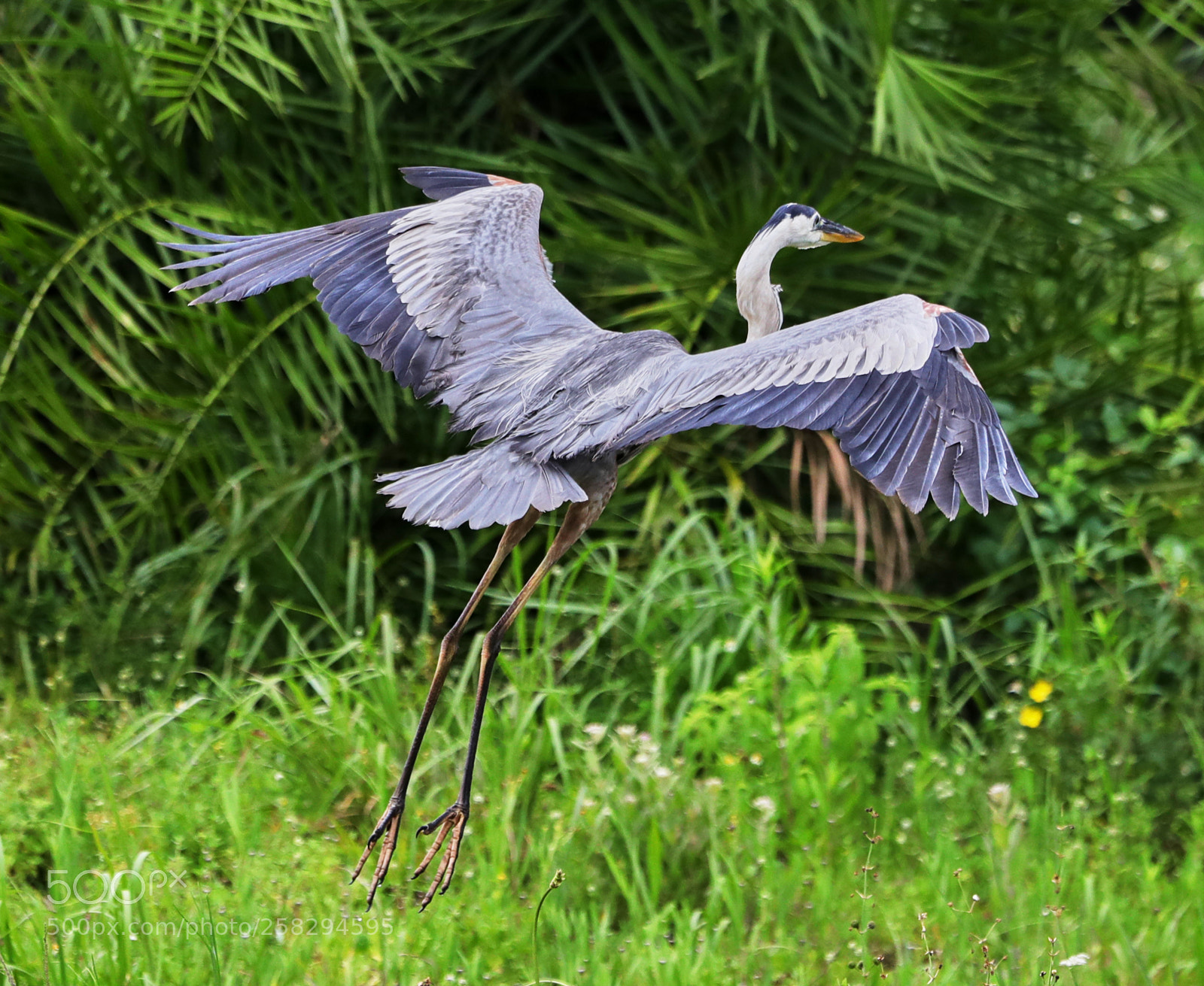 Canon EOS-1D X Mark II sample photo. 05-17-18-0017979.jpg photography