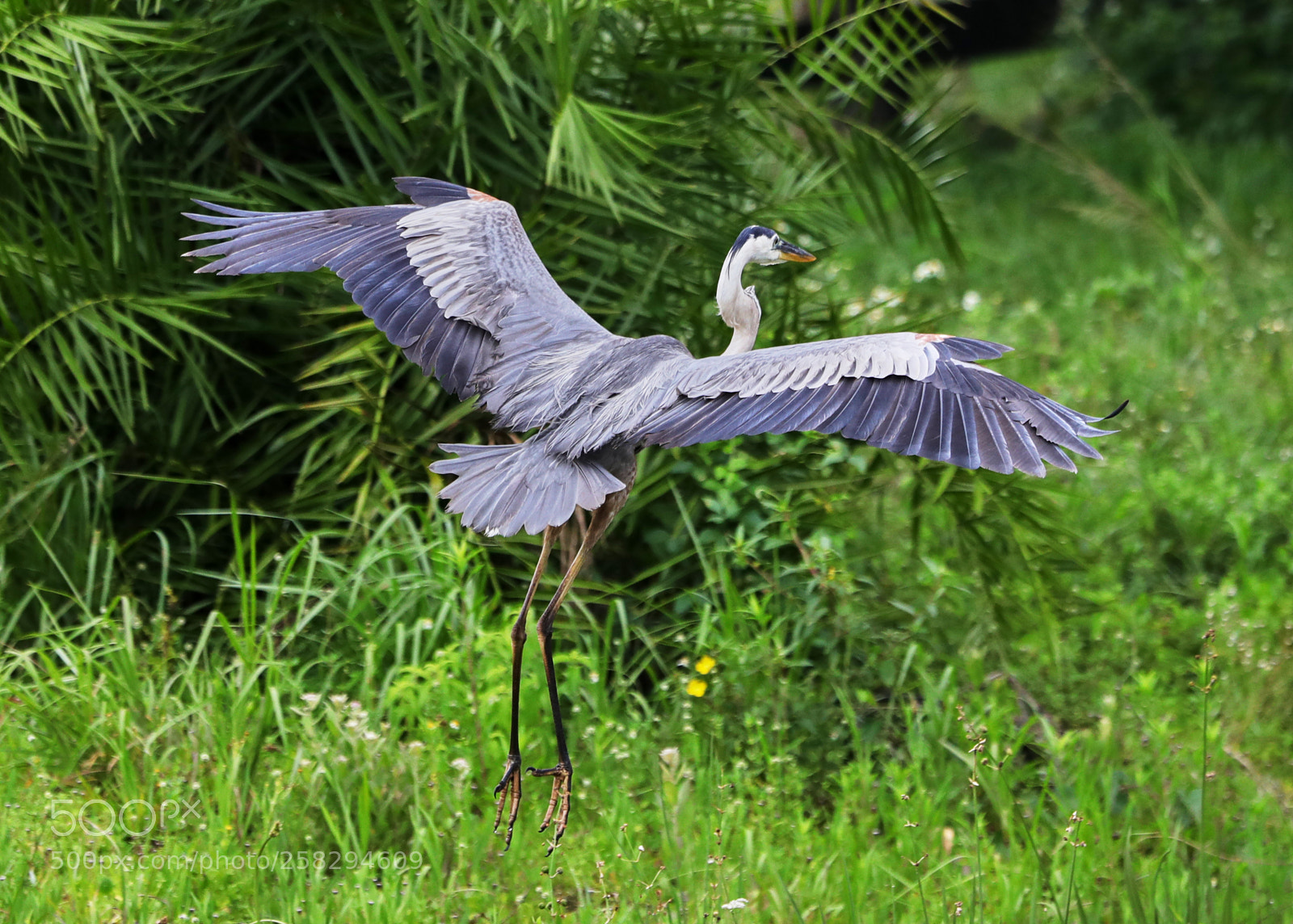 Canon EOS-1D X Mark II sample photo. 05-17-18-0017978.jpg photography