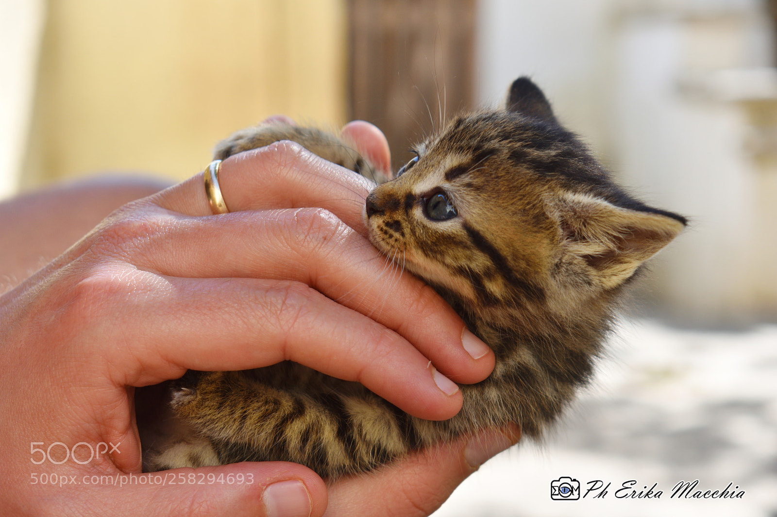 Nikon D3400 sample photo. Cat puppy photography