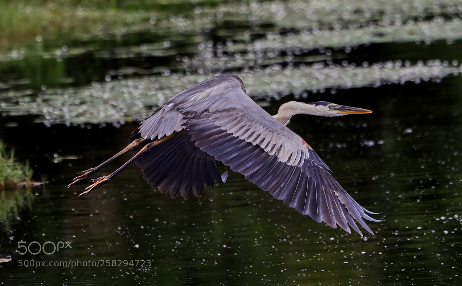 Canon EOS-1D X Mark II sample photo. 05-17-18-0017972.jpg photography