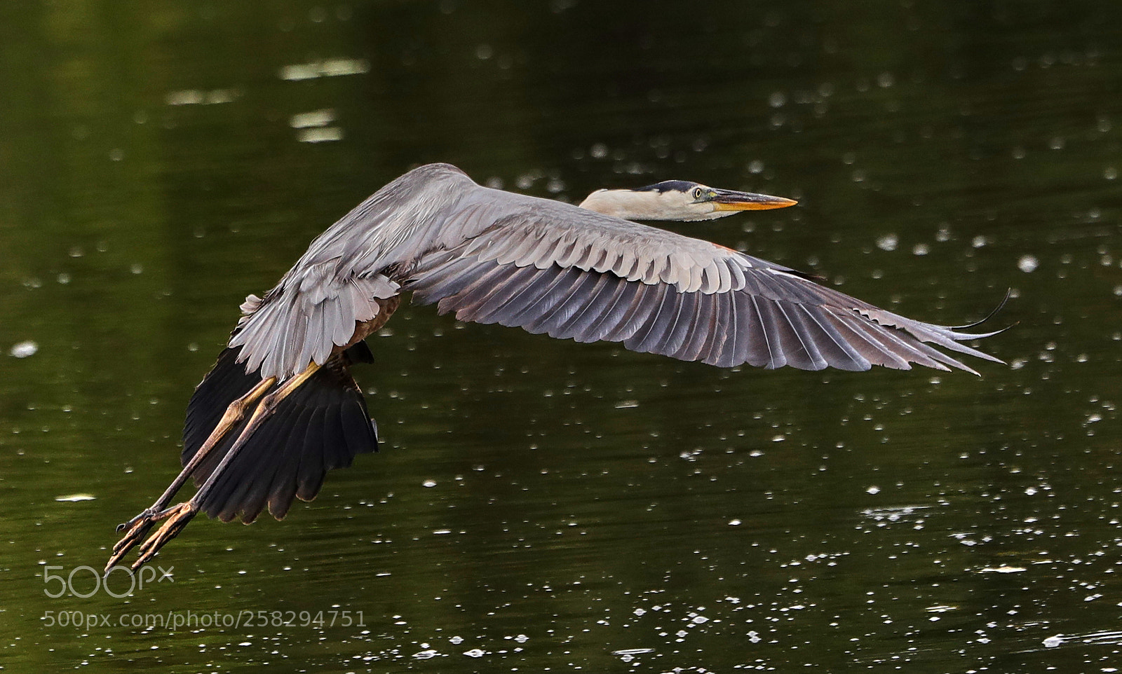 Canon EOS-1D X Mark II sample photo. 05-17-18-0017970.jpg photography