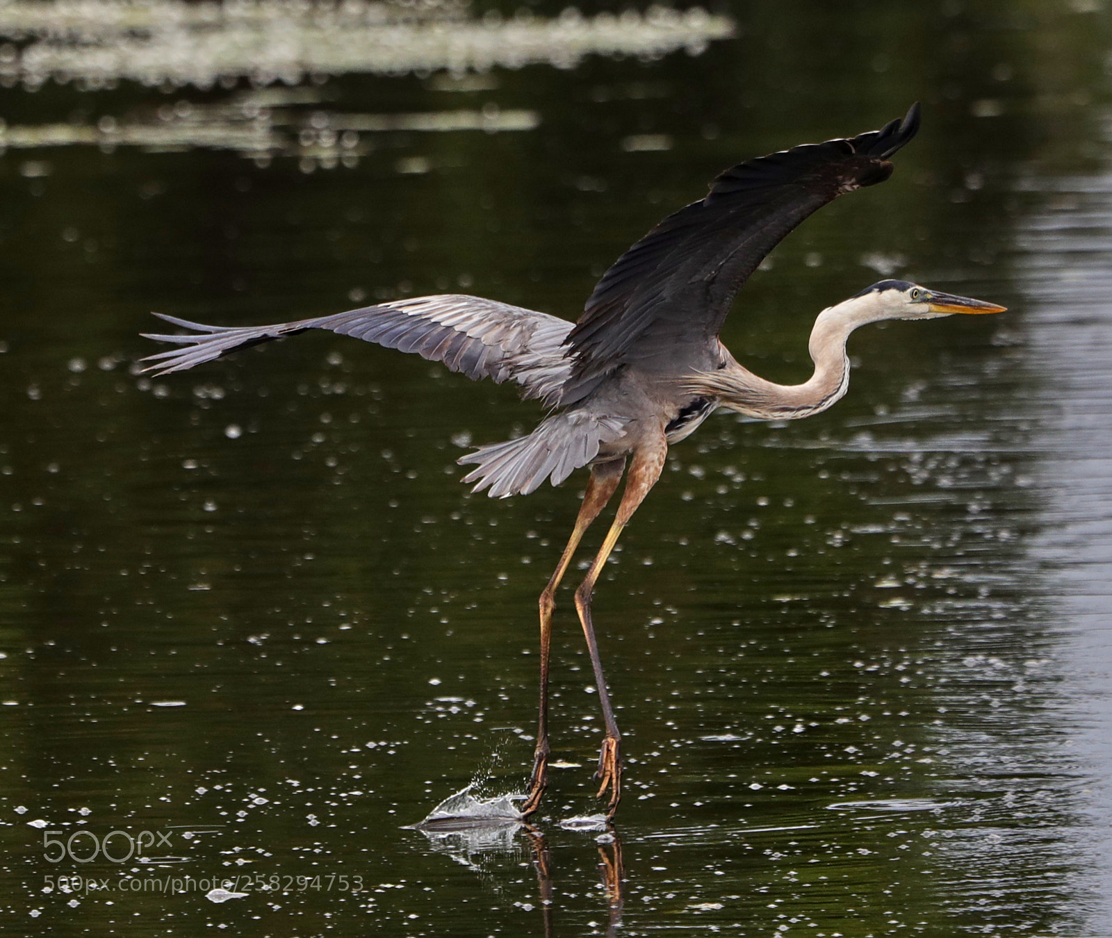 Canon EOS-1D X Mark II sample photo. 05-17-18-0017969.jpg photography