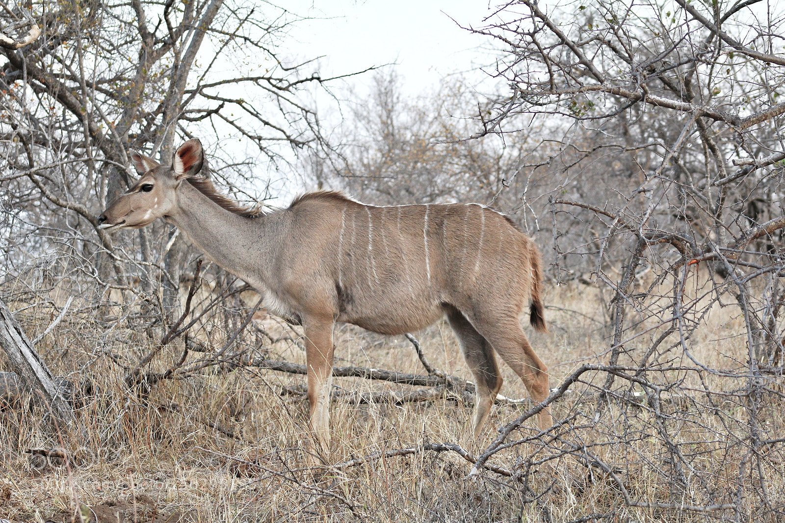 Canon EOS 1200D (EOS Rebel T5 / EOS Kiss X70 / EOS Hi) sample photo. Kudu cow photography