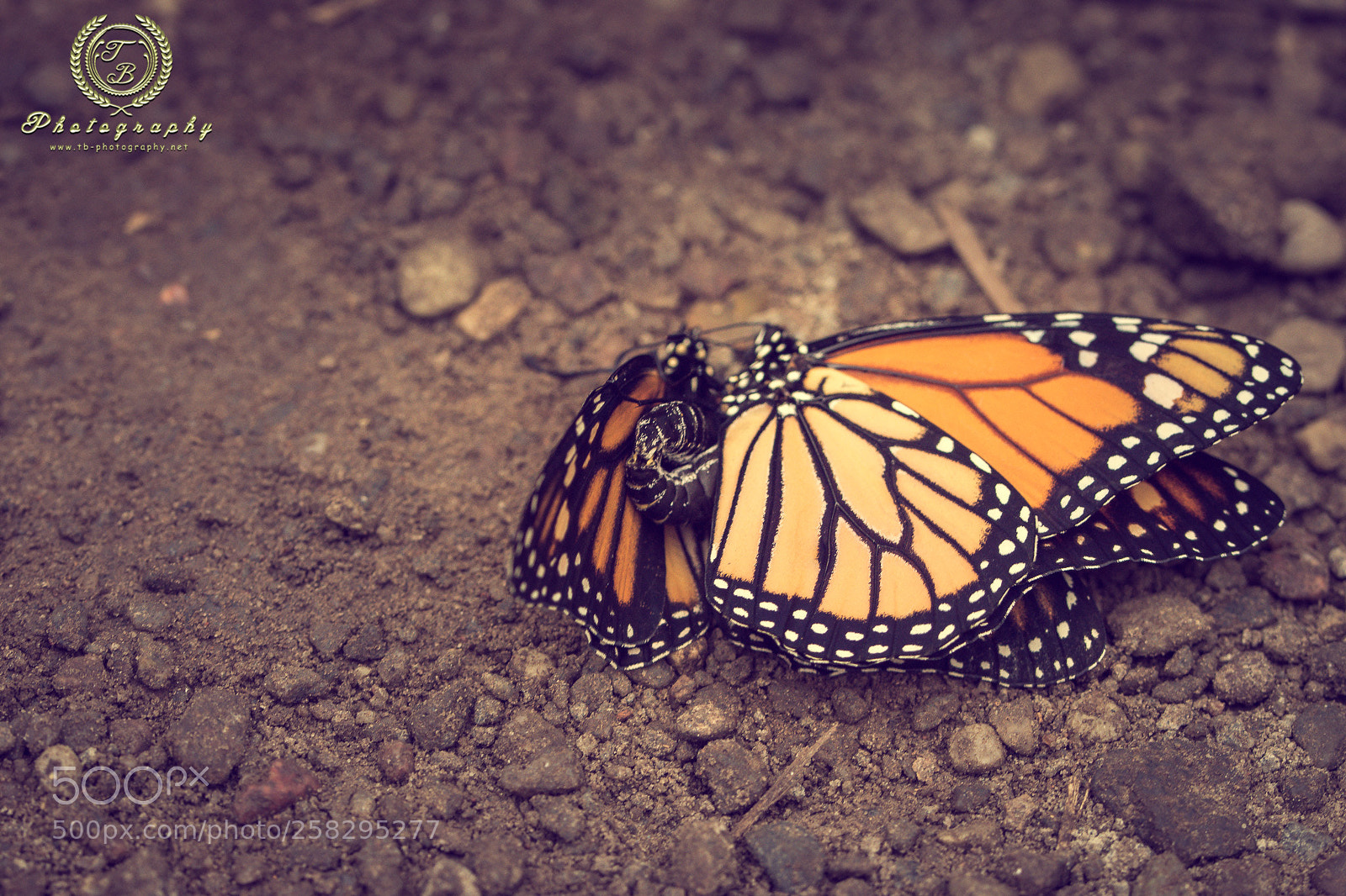 Nikon D7200 sample photo. Schmetterlinge beim liebesspiel photography