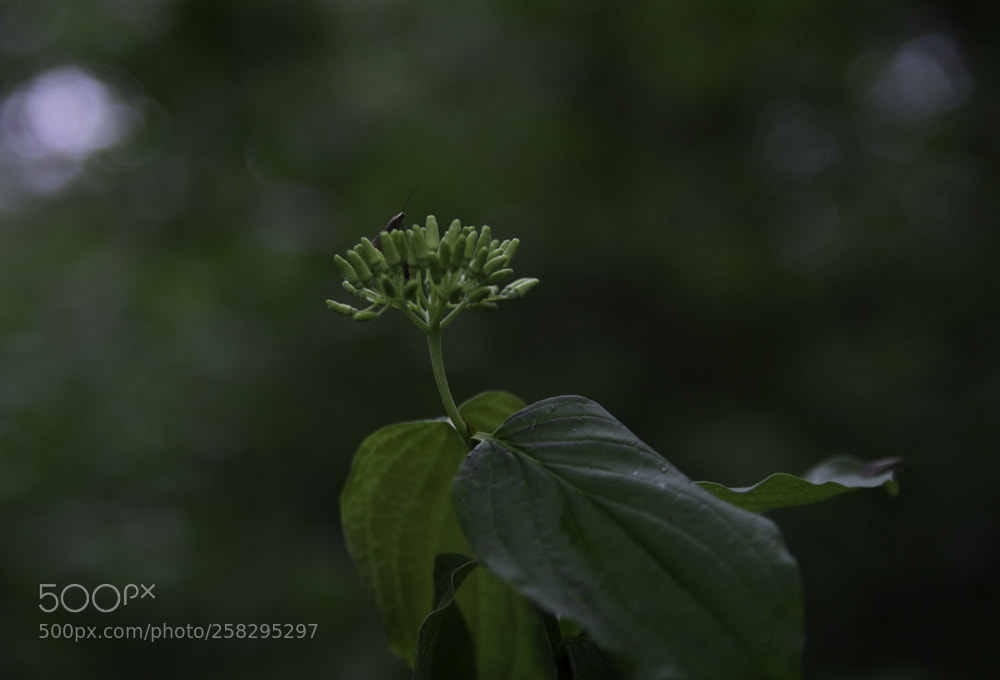 Fujifilm X-T1 sample photo. An other view of photography