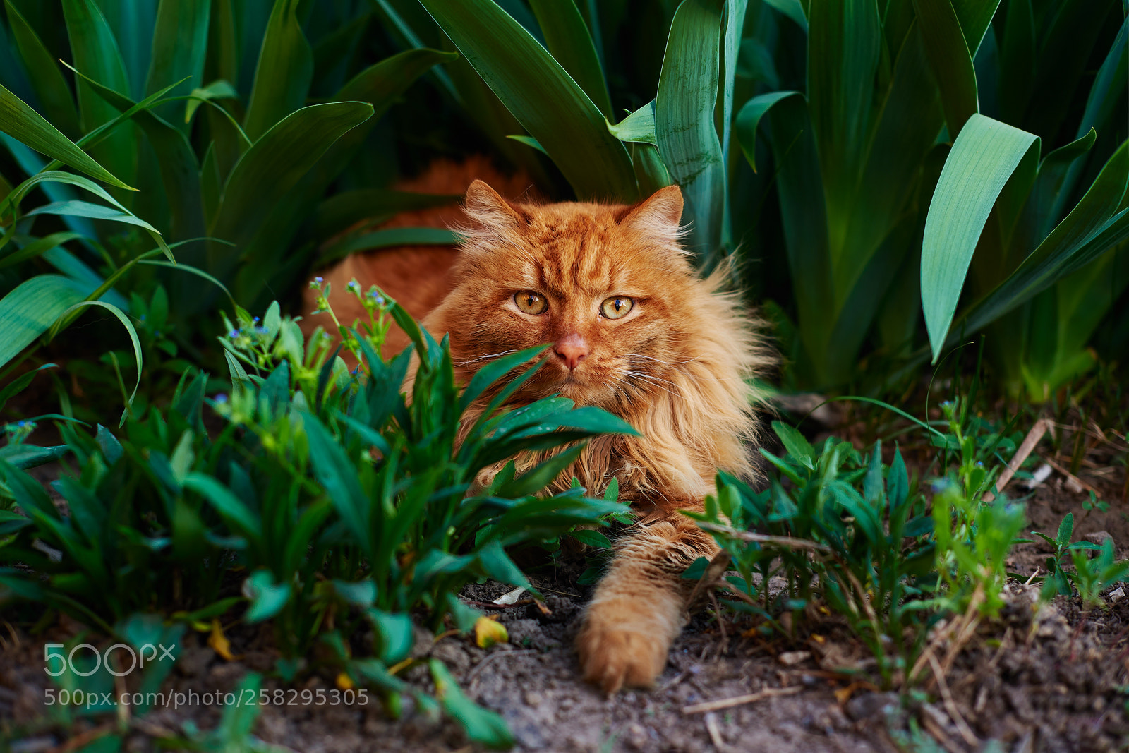 Nikon D750 sample photo. Red in green photography