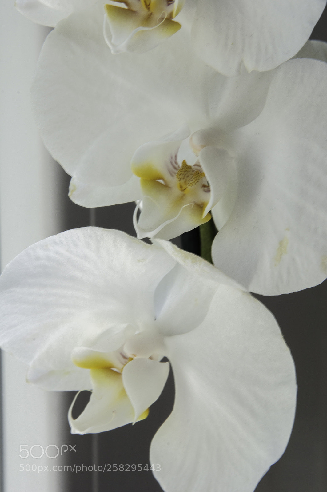 Nikon D5000 sample photo. The white orchid photography