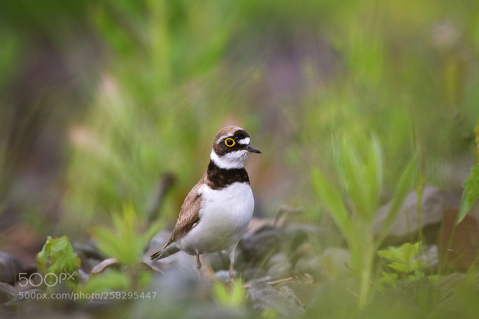 Nikon D500 sample photo. Little ringed plover charadrius photography