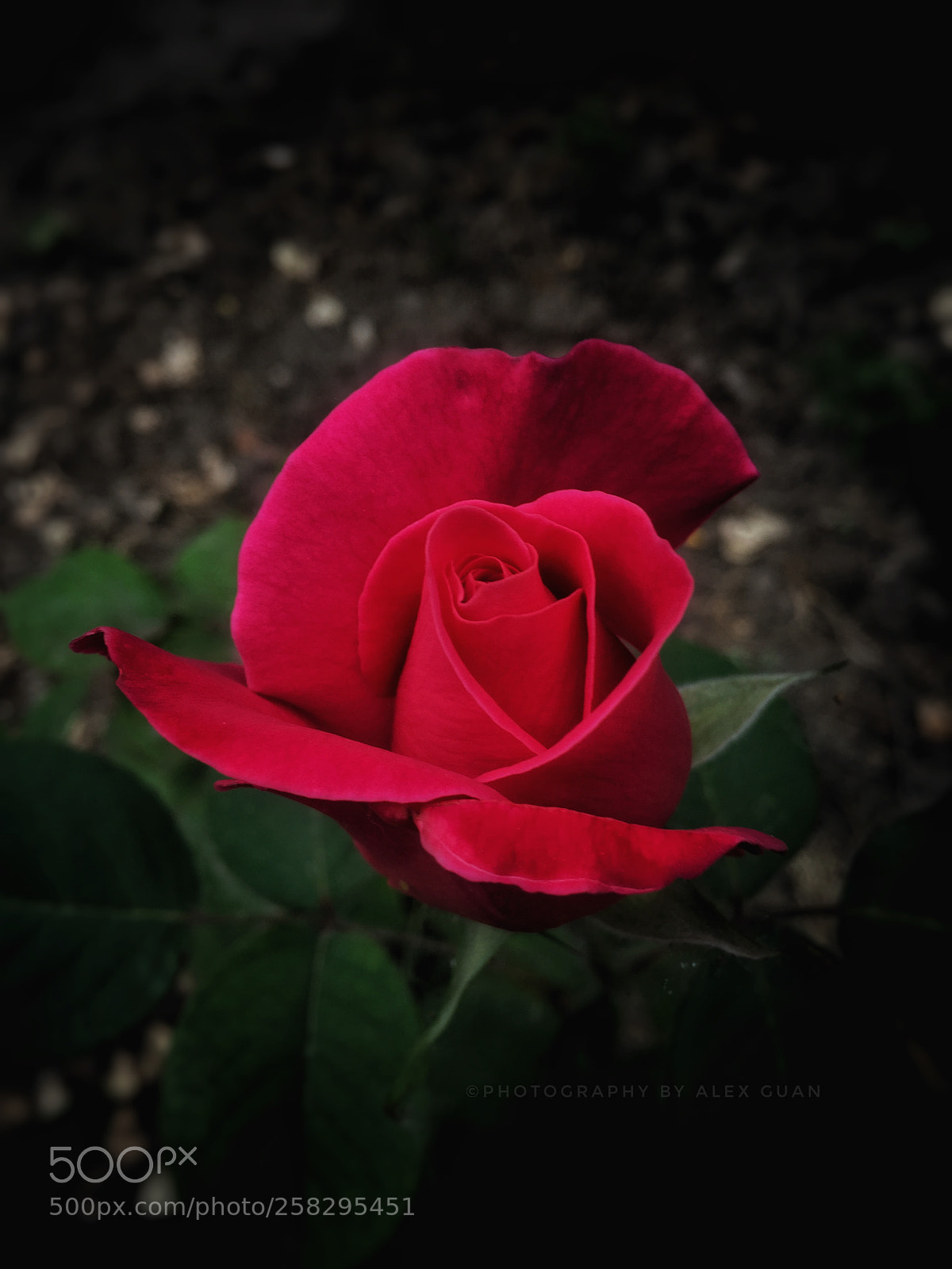 Apple iPhone 6 Plus sample photo. Dancing rose photography