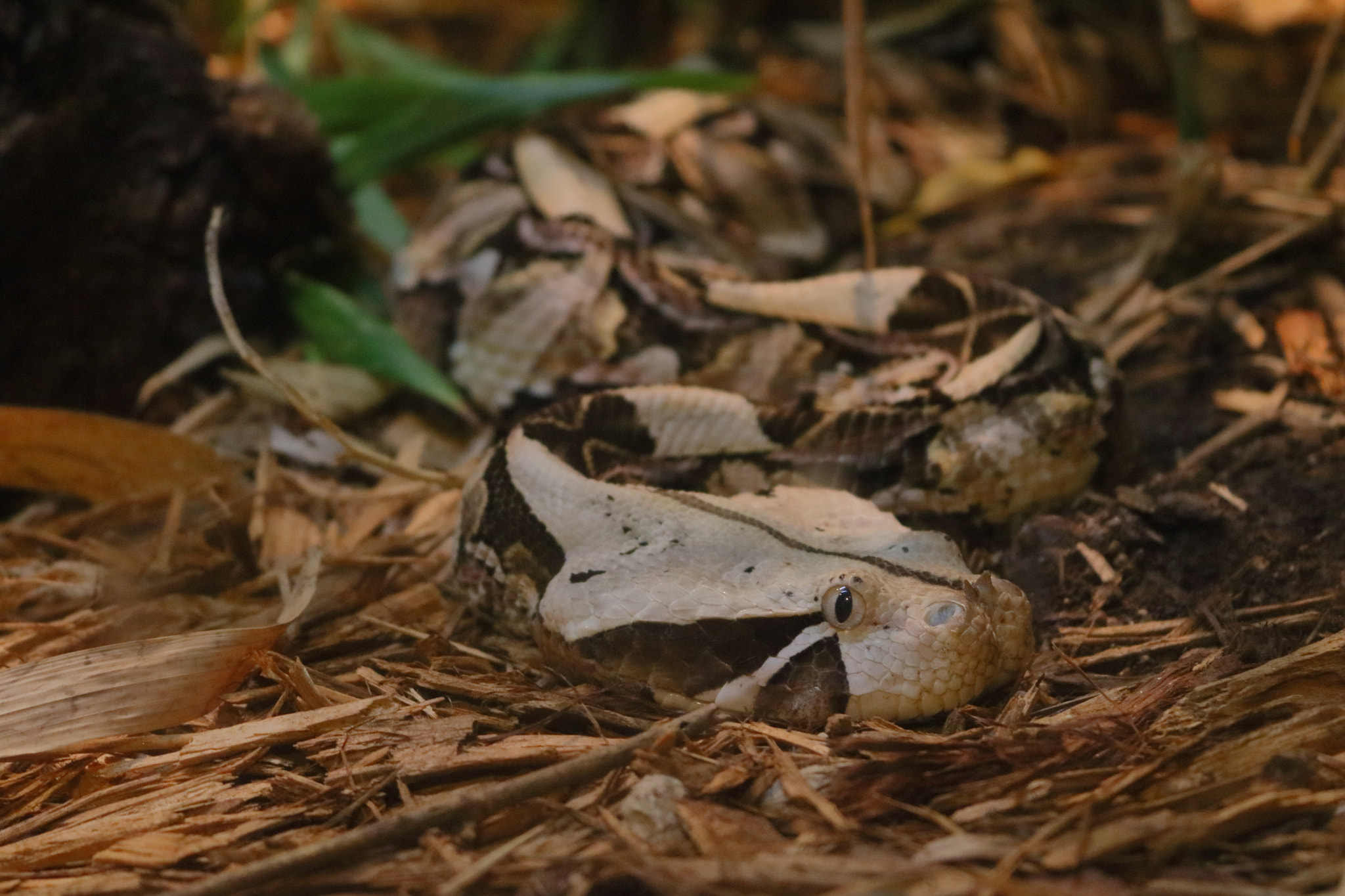 Canon EOS 760D (EOS Rebel T6s / EOS 8000D) sample photo. Dangerous friend photography