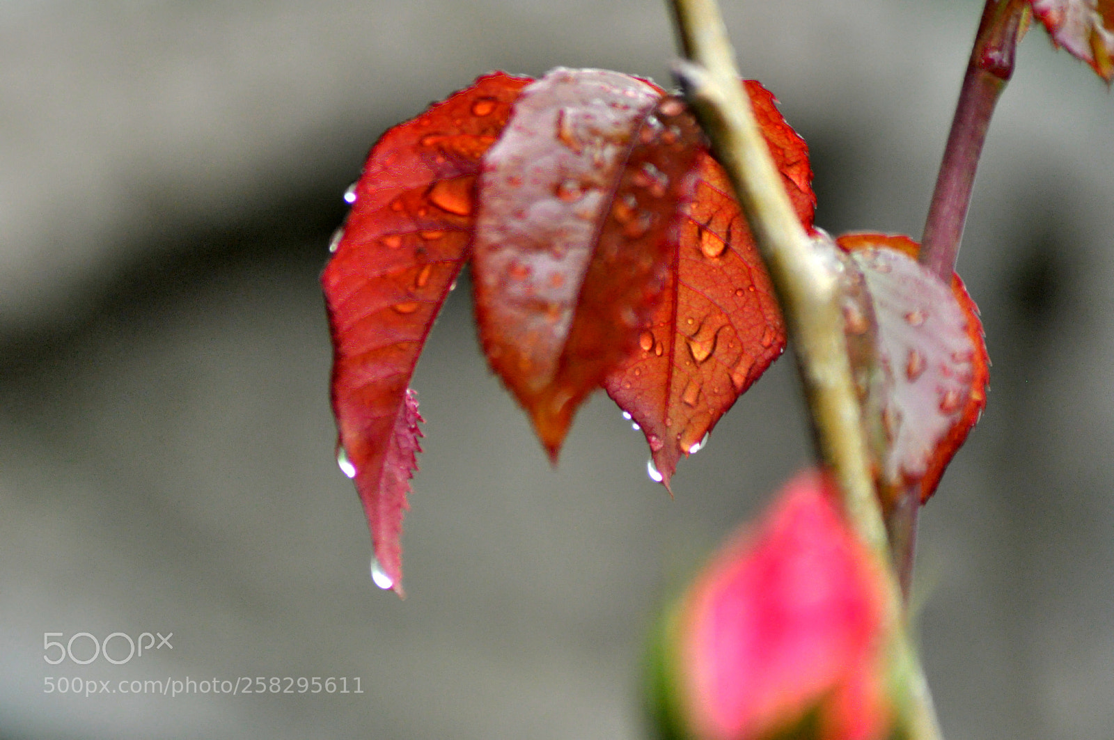 Nikon D5000 sample photo. Untitled photography