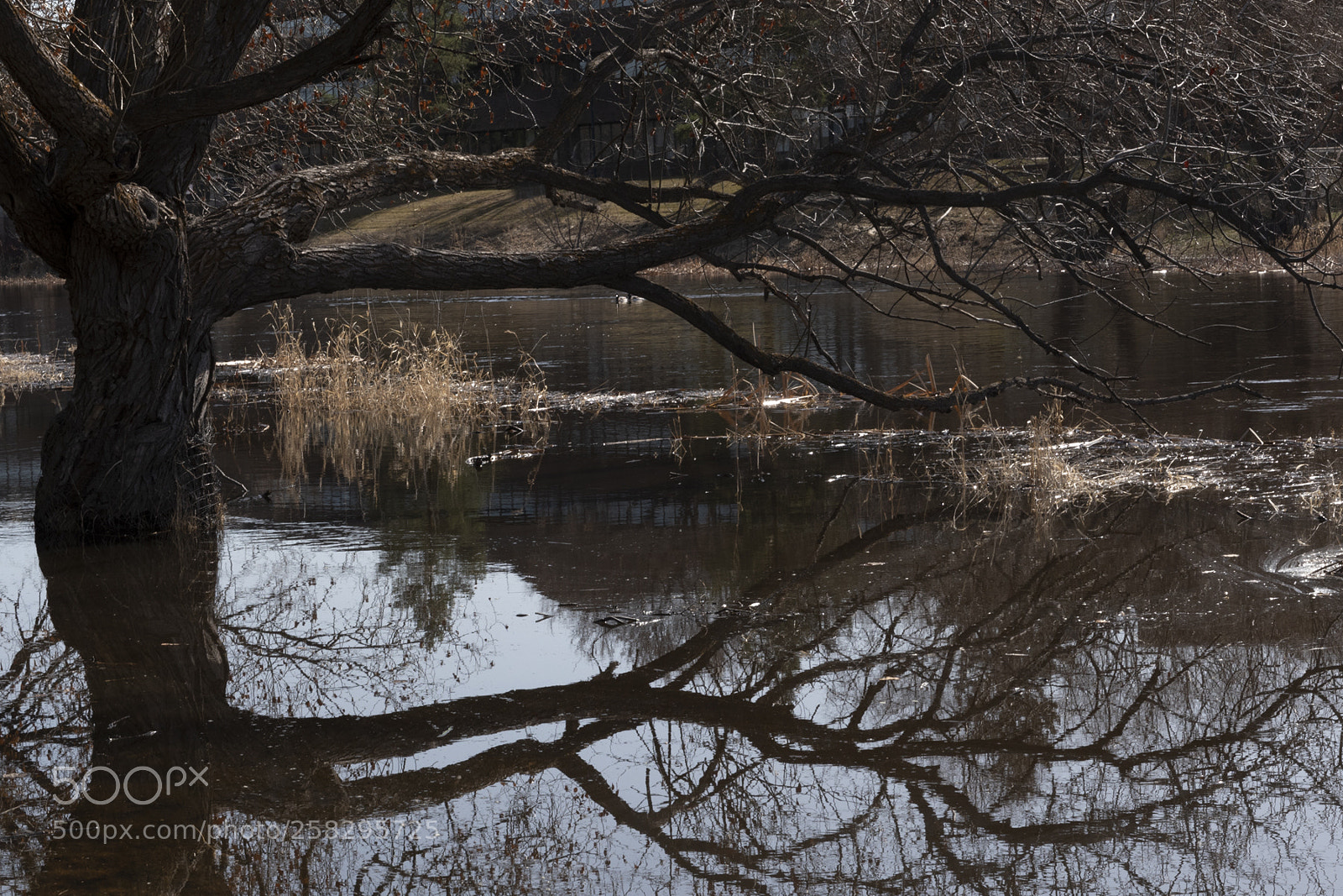Nikon D750 sample photo. Spring reflections 1 photography