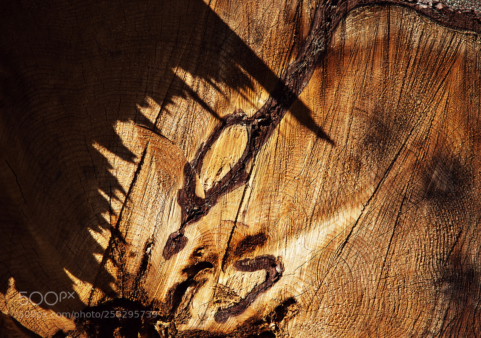 Nikon D5500 sample photo. Abstract details of the photography
