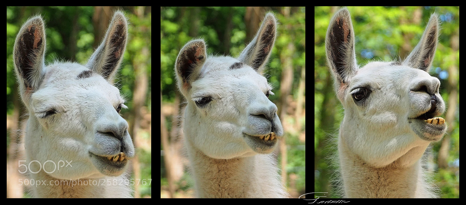 Olympus OM-D E-M10 II sample photo. Lama laughs photography