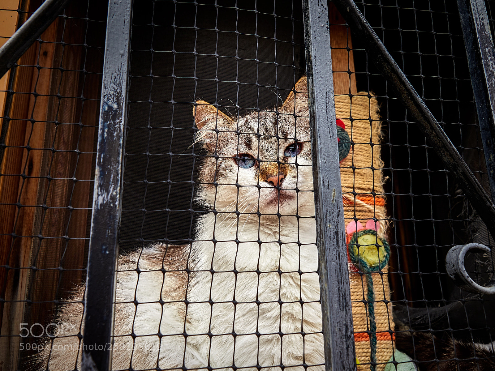 Olympus OM-D E-M1 Mark II sample photo. Locked cat photography