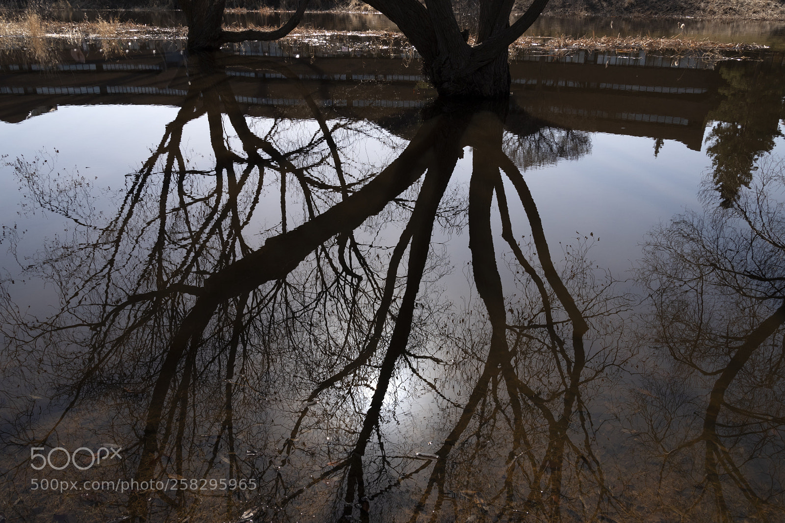 Nikon D750 sample photo. Spring reflection 2 photography
