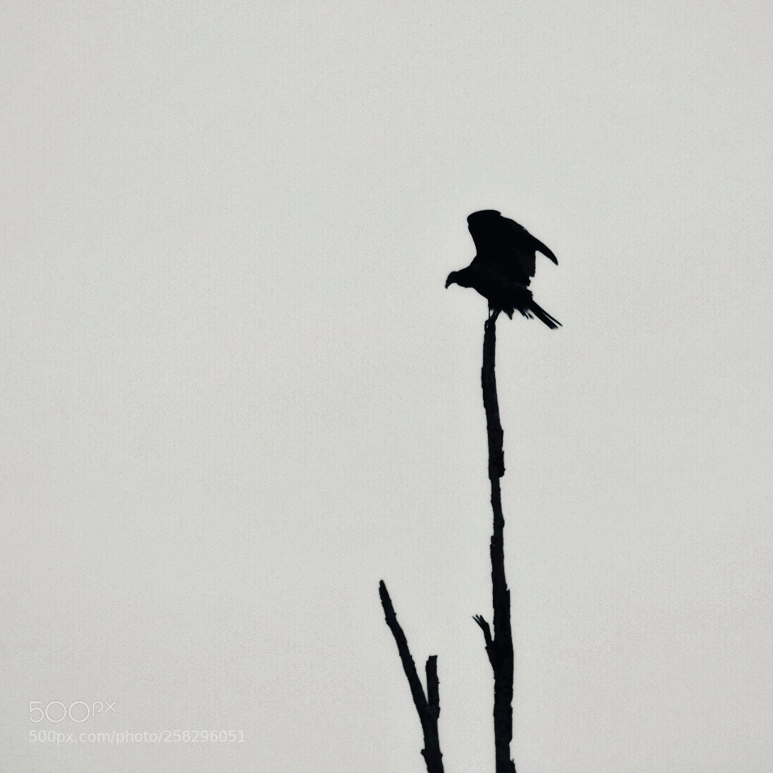 Olympus OM-D E-M10 II sample photo. Vulture photography