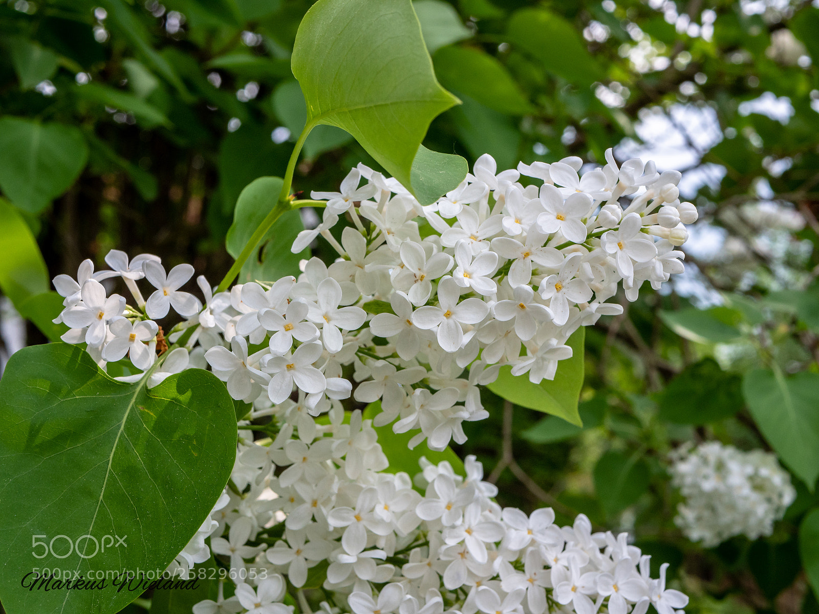 Panasonic Lumix DC-G9 sample photo. White blossom photography