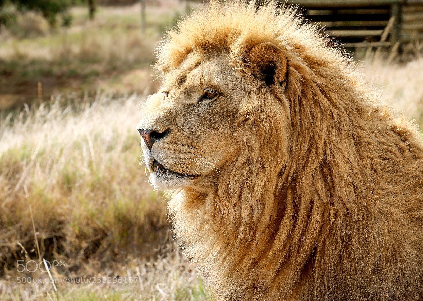 Canon EOS 70D sample photo. African lion photography
