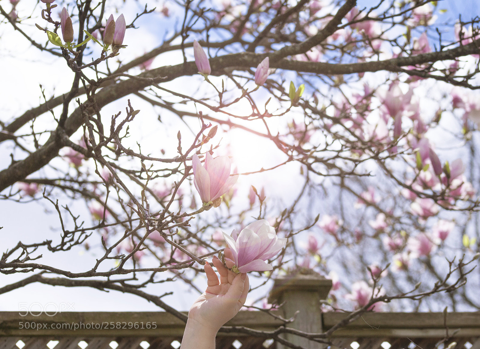 Canon EOS 5D Mark II sample photo. Magnolia fever photography
