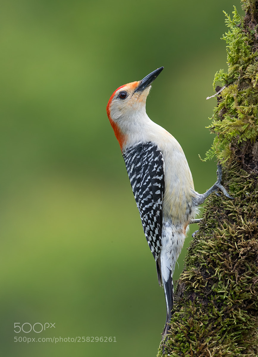 Canon EOS-1D X Mark II sample photo. Red-bellied woodpecker male photography