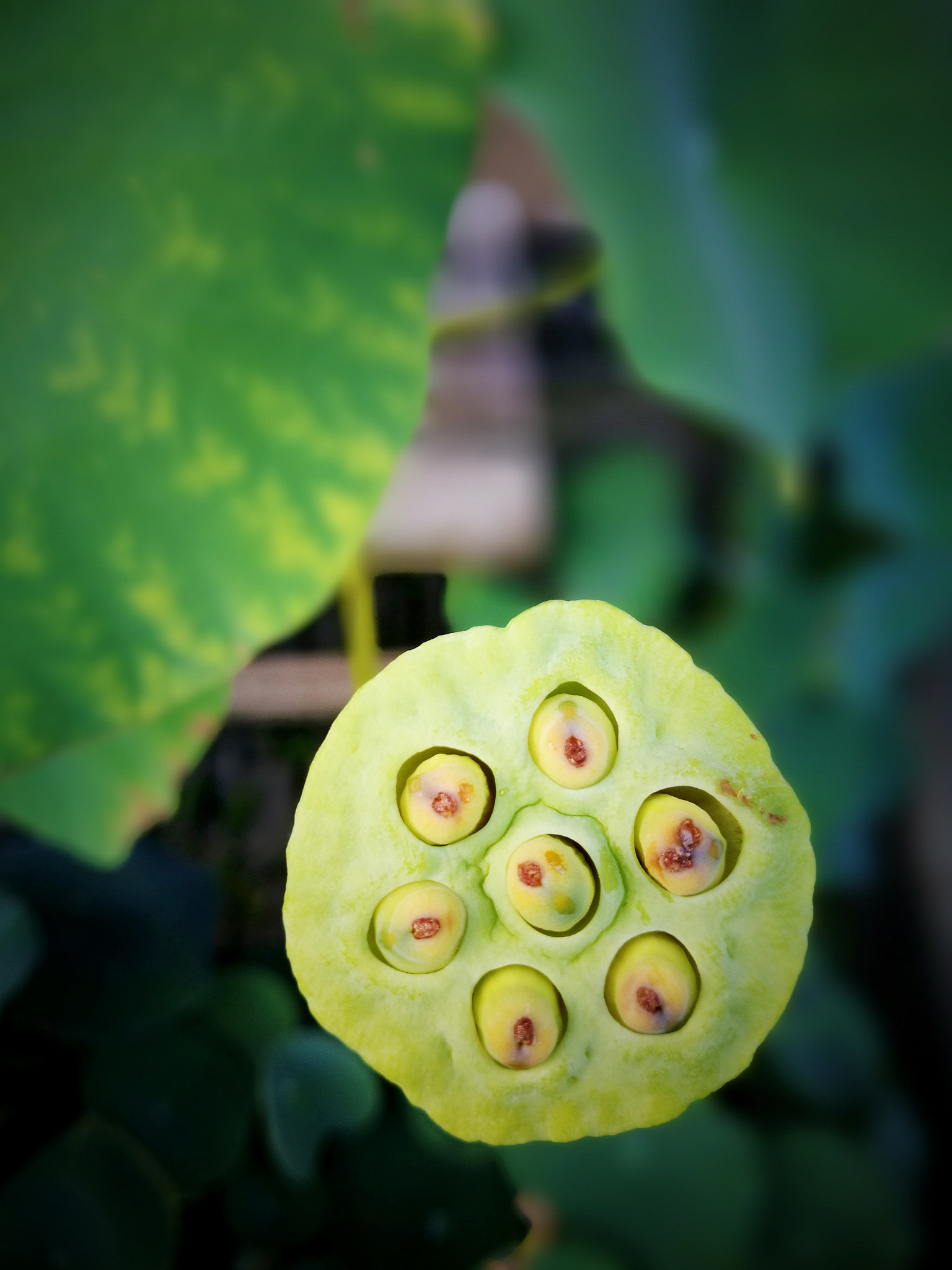HUAWEI P9 Plus sample photo. Lotus nut photography