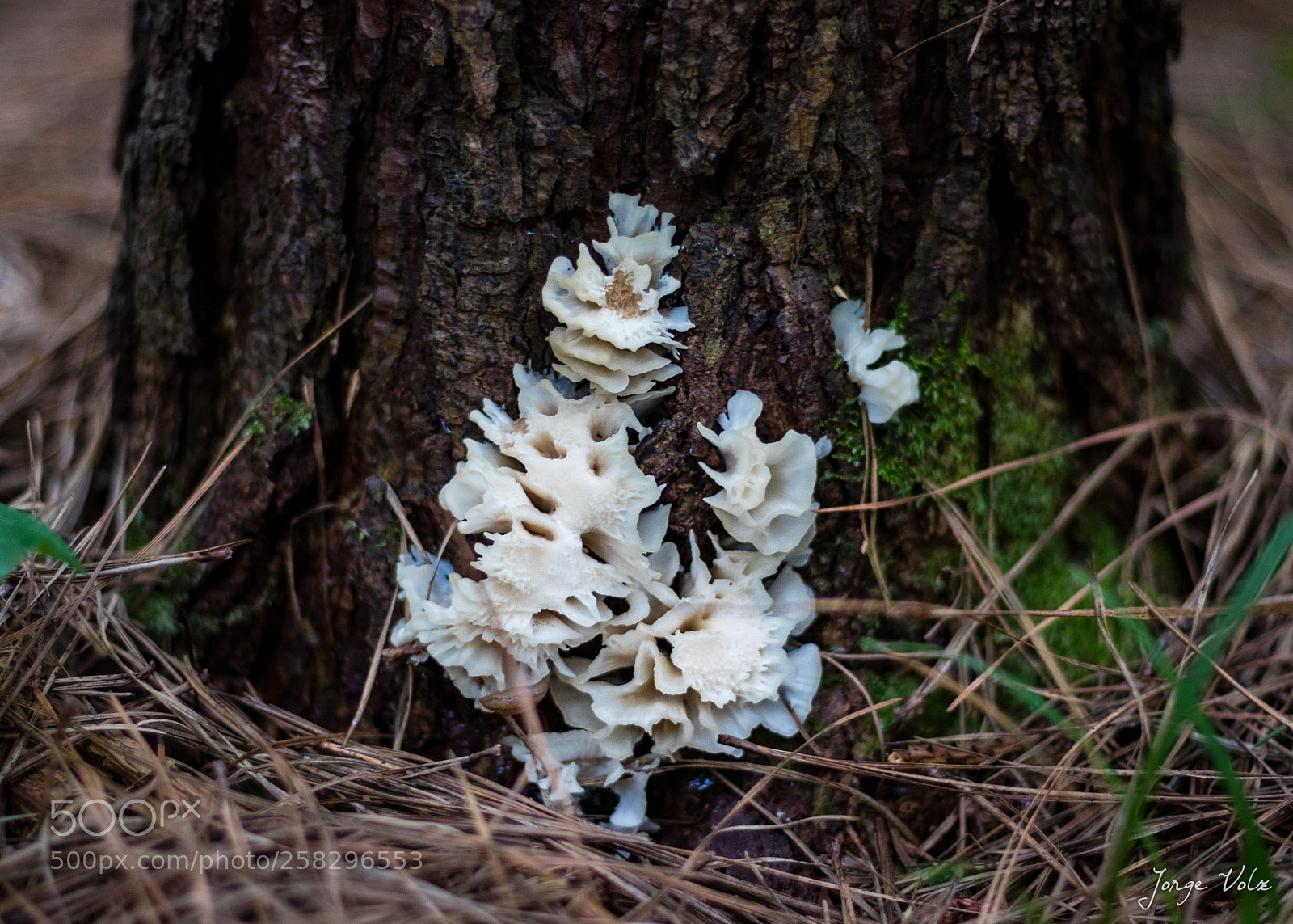 Canon EOS 80D sample photo. Pine with mushrooms photography