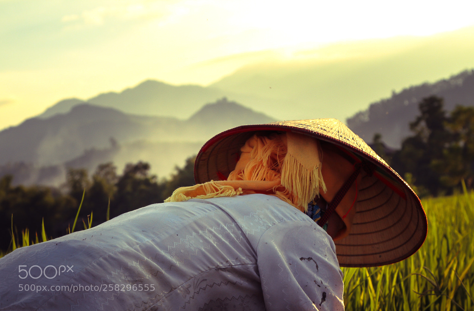 Canon EOS 7D sample photo. On rice field photography