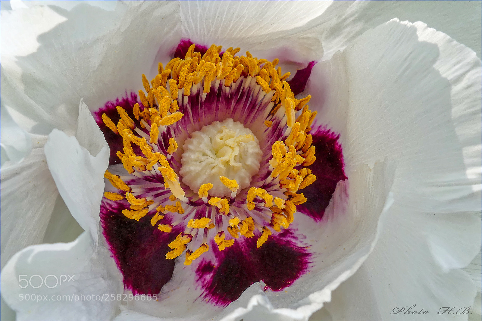 Panasonic Lumix DMC-FZ1000 sample photo. Heart of a peony photography