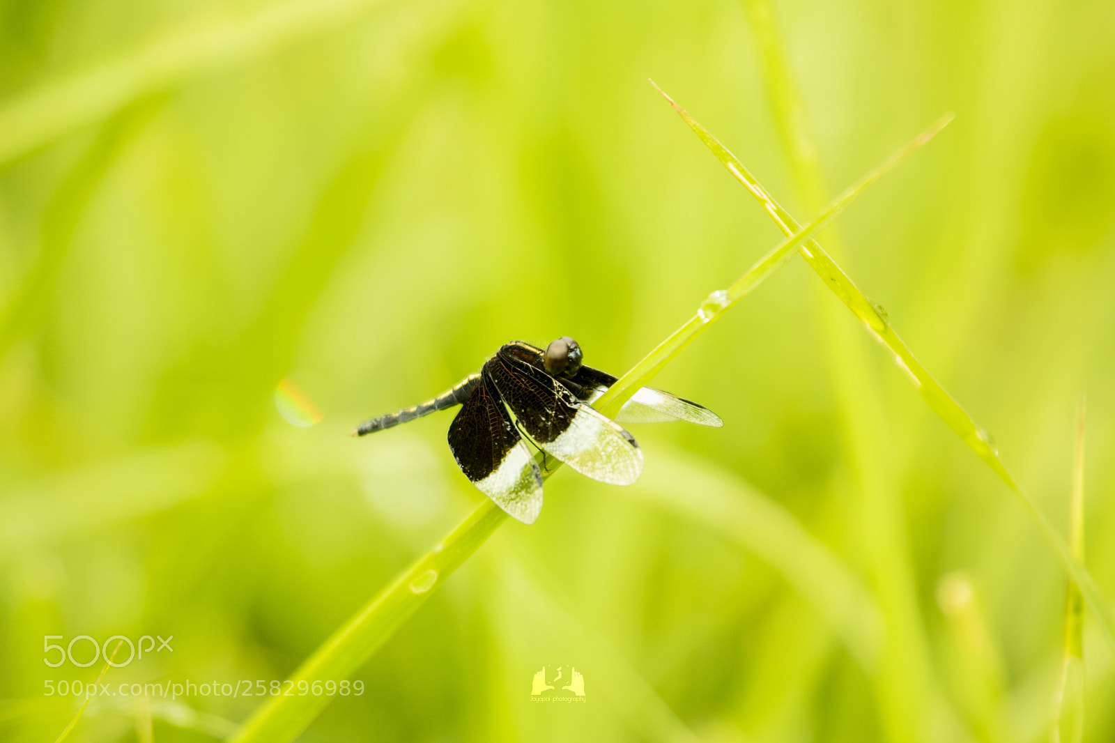 Canon EOS 750D (EOS Rebel T6i / EOS Kiss X8i) sample photo. Dragon fly in green photography