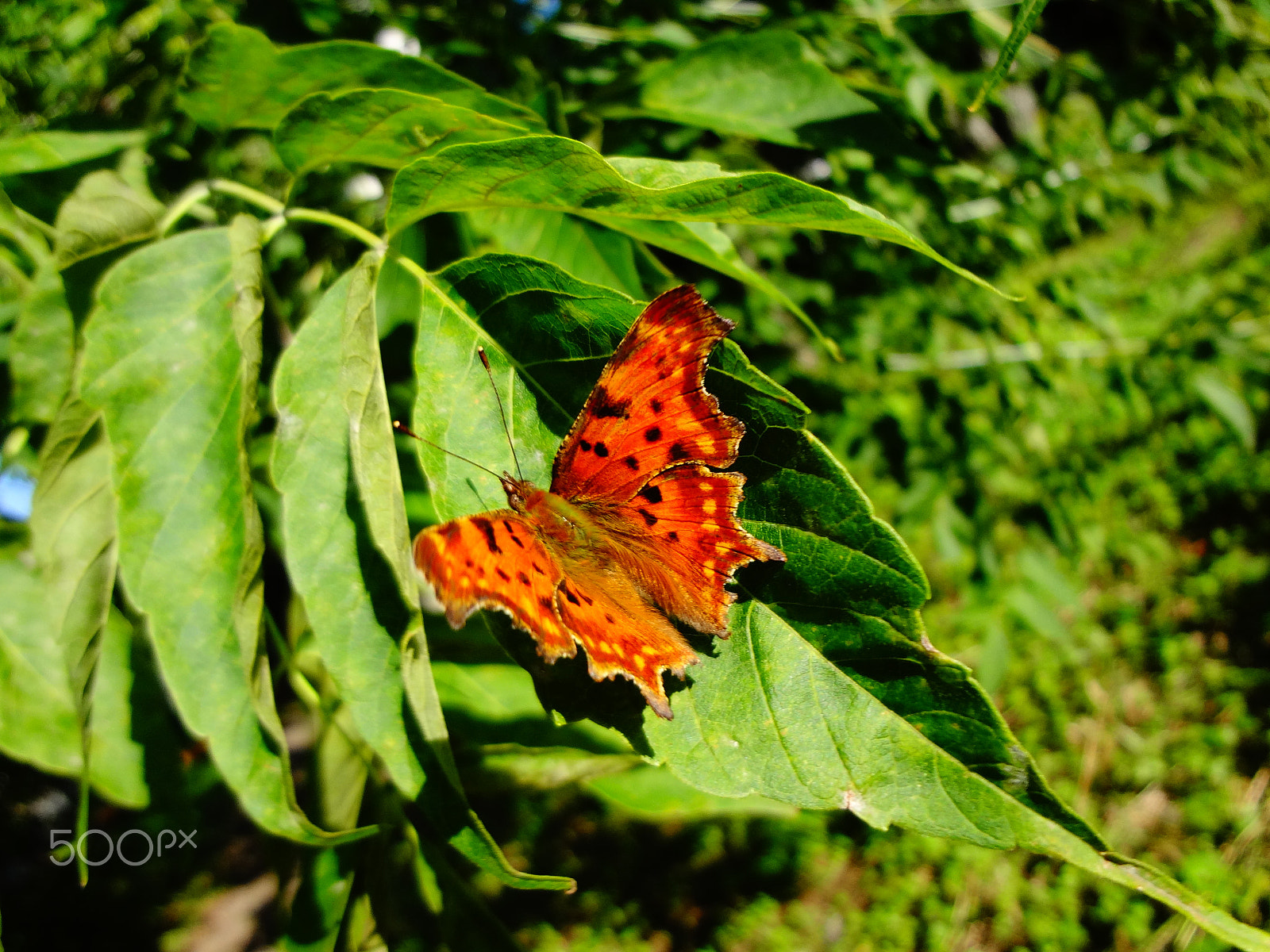 Sony Cyber-shot DSC-WX50 sample photo. Polygonia photography