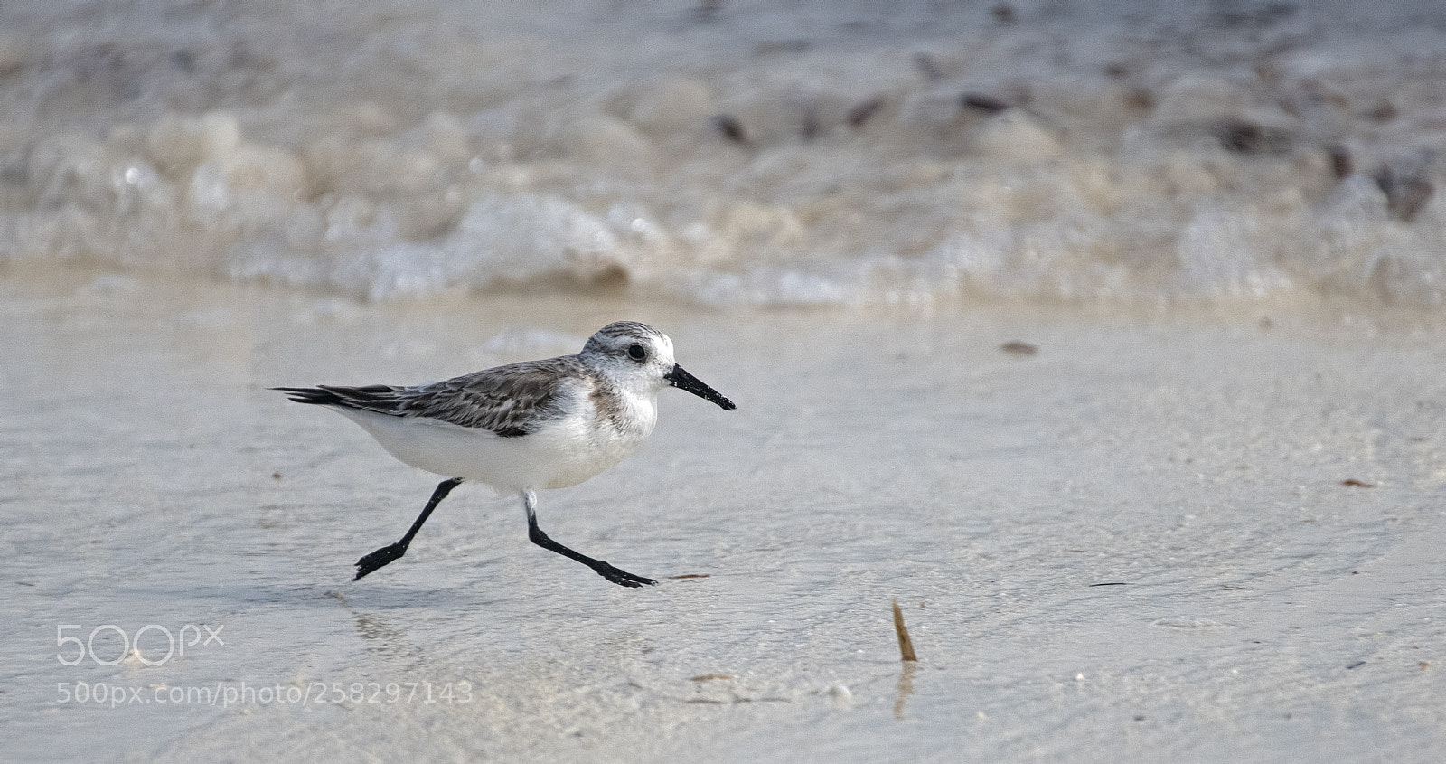 Nikon D850 sample photo. Sanderling photography