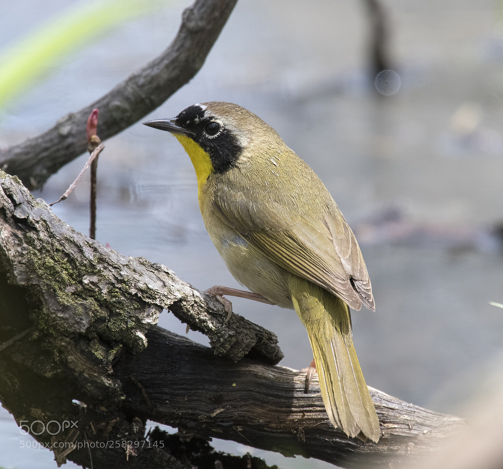 Nikon D500 sample photo. Common yellowthroat photography