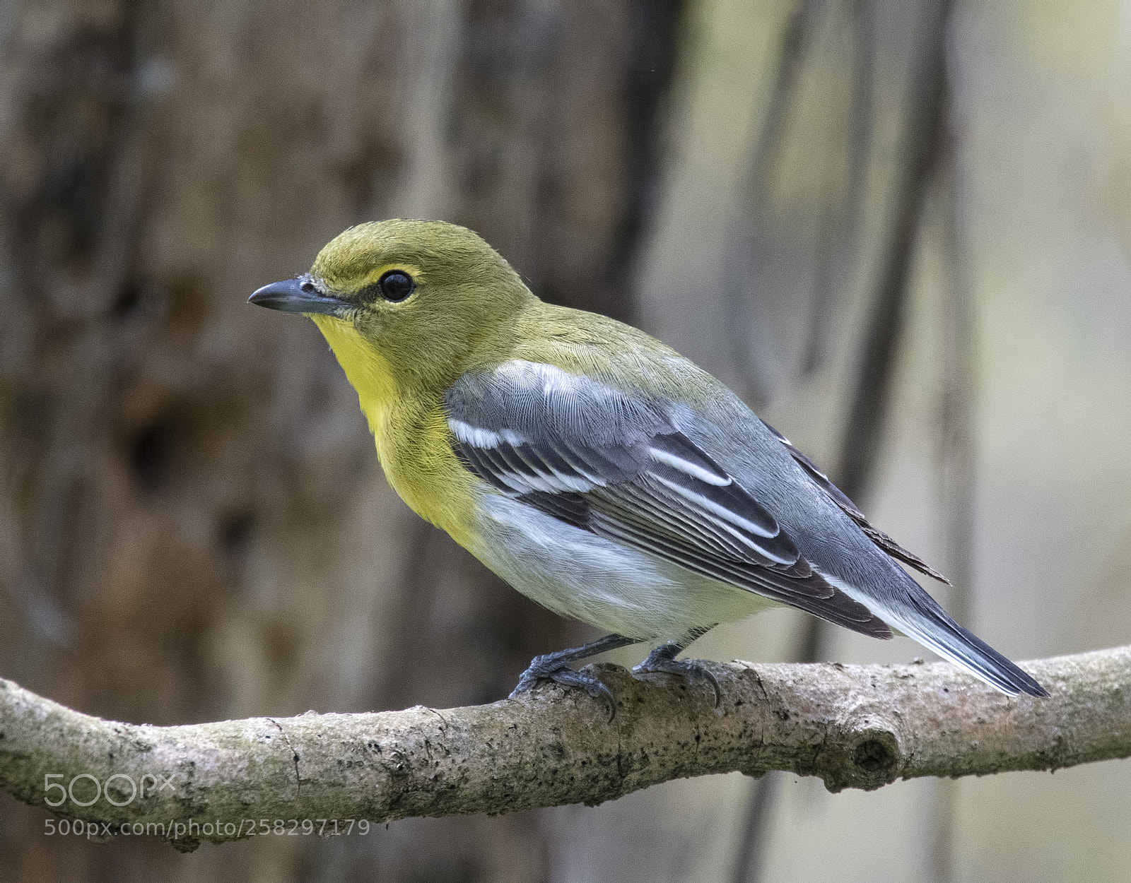 Nikon D500 sample photo. Yellow throated vireo photography