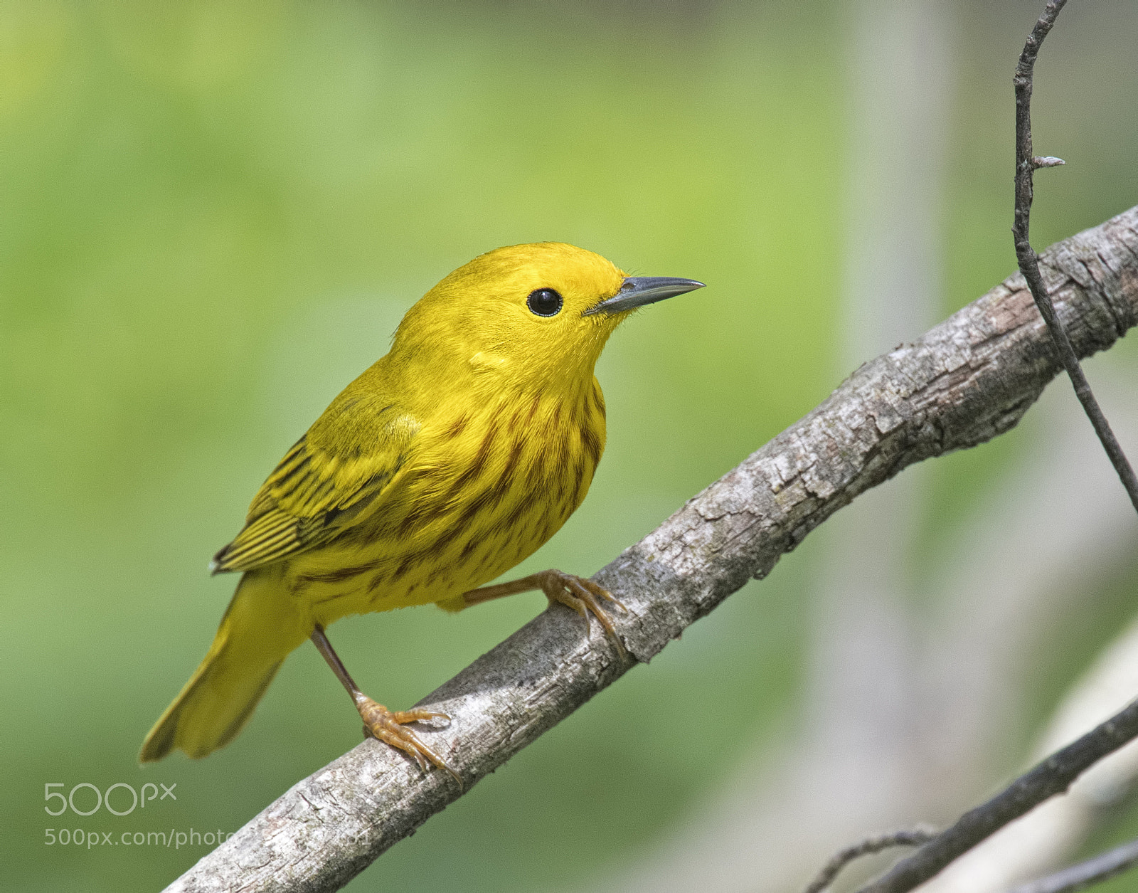 Nikon D500 sample photo. Yellow warbler photography