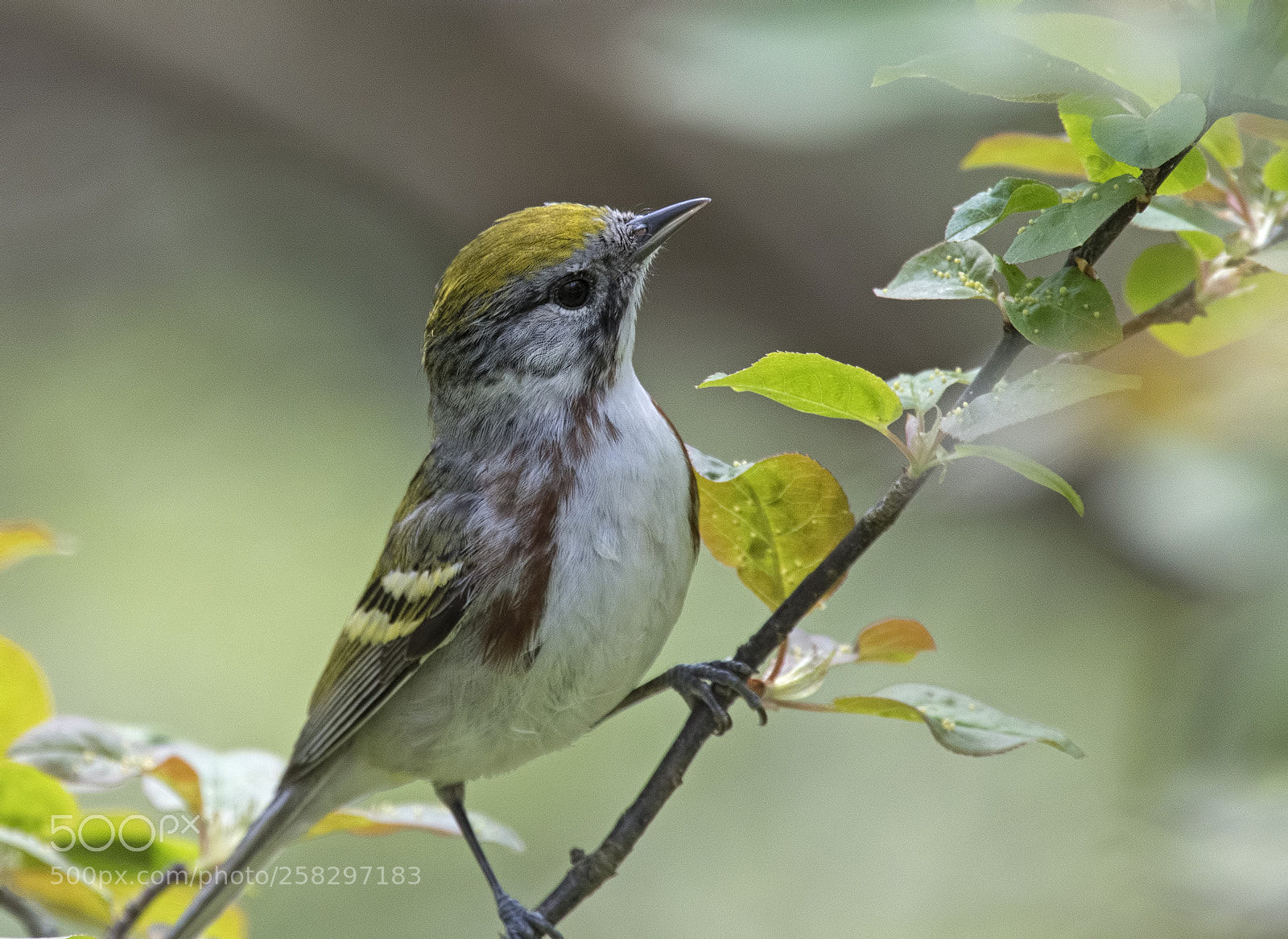 Nikon D500 sample photo. Chestnut sided warbler photography