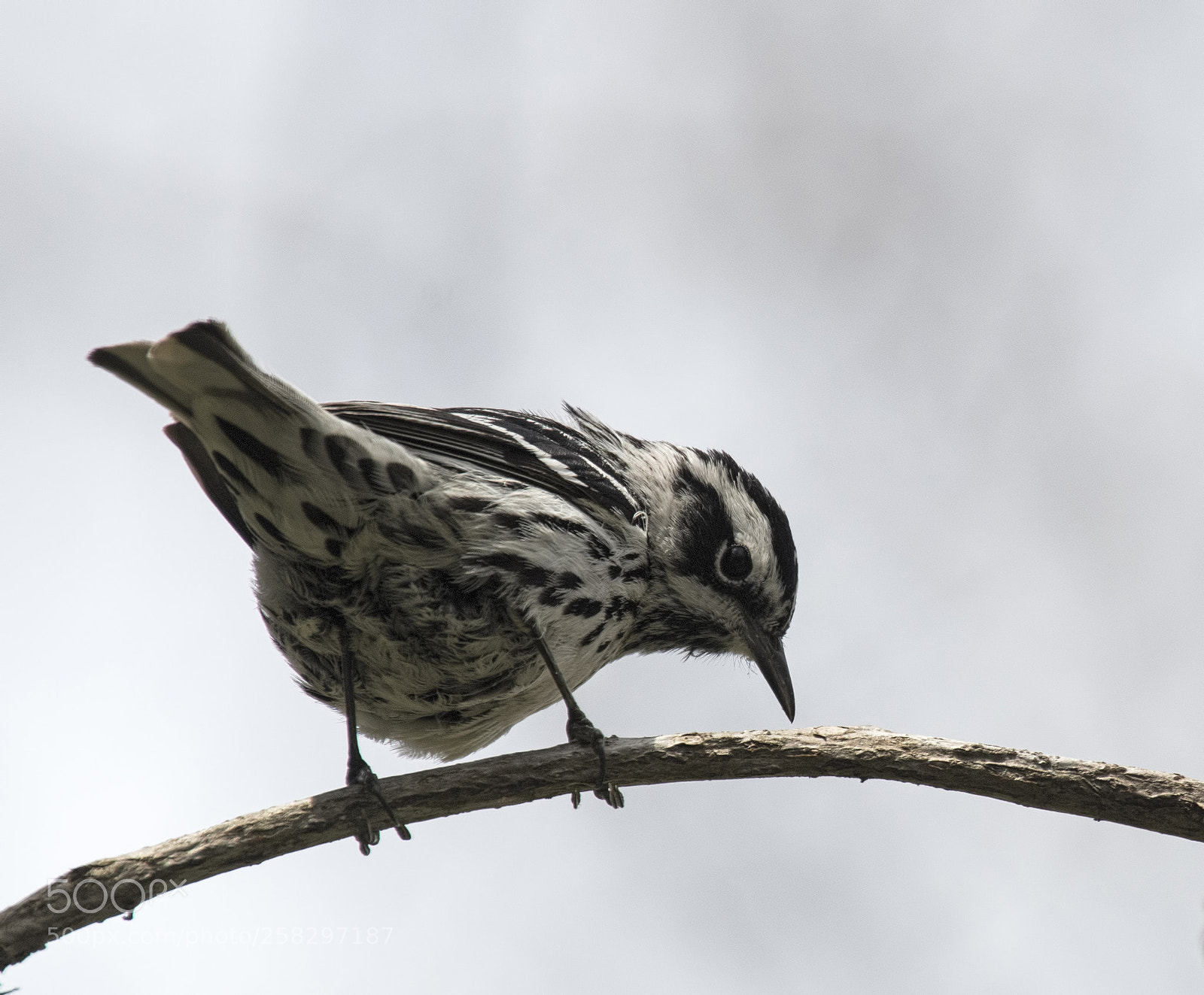 Nikon D500 sample photo. Black and white warbler photography