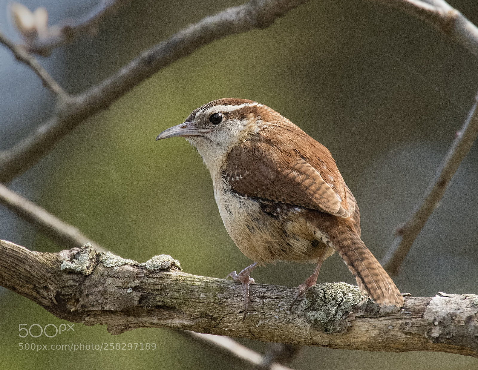 Nikon D500 sample photo. Carolina wren photography