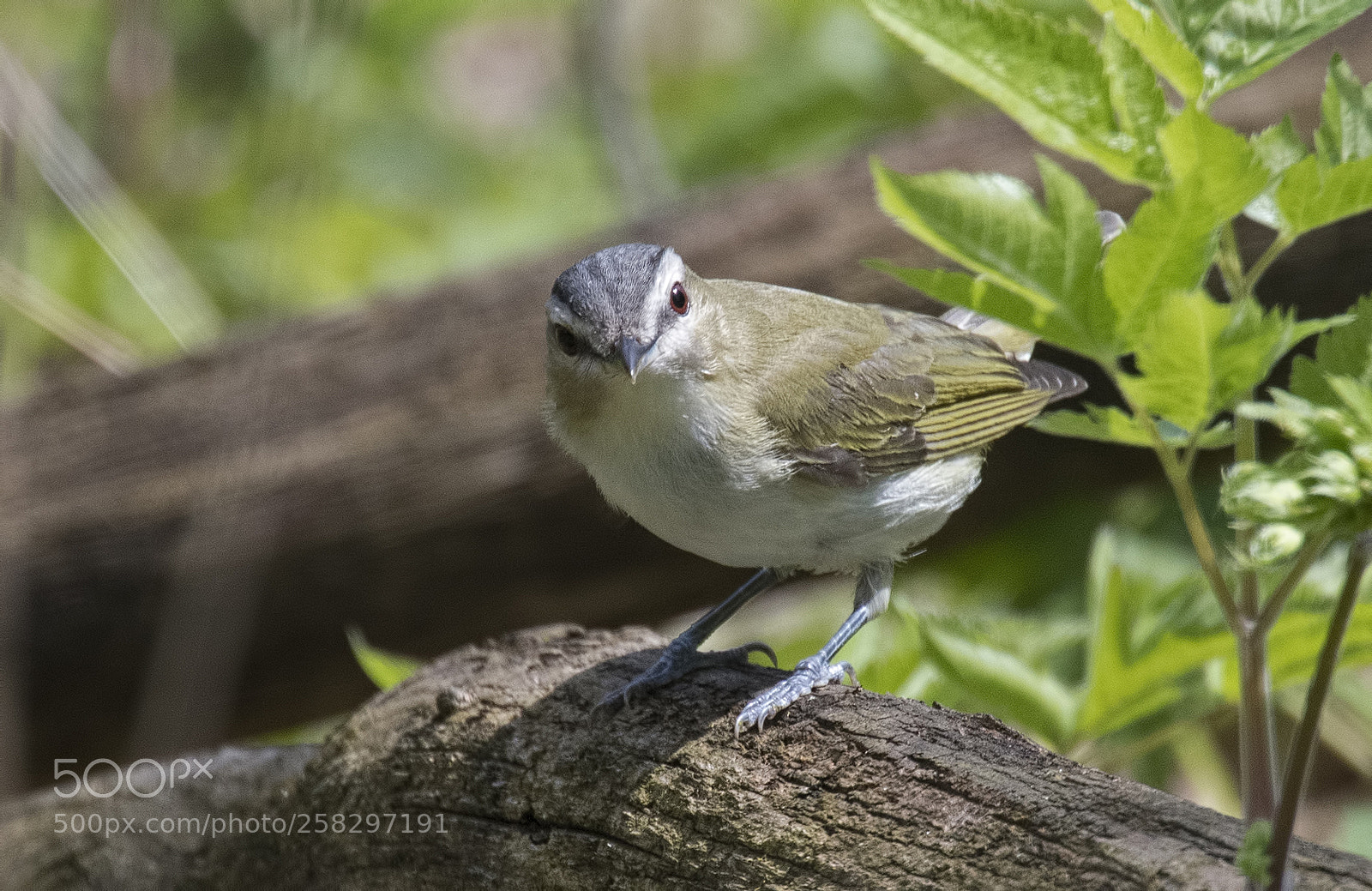 Nikon D500 sample photo. Red eyed vireo photography