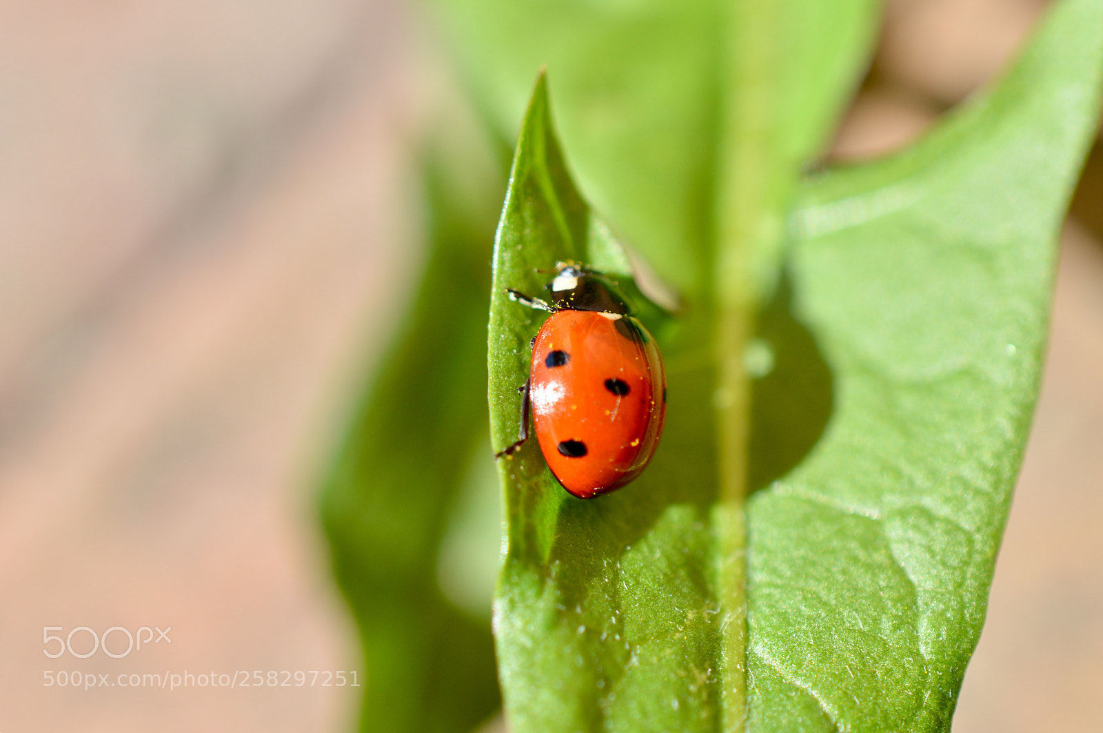 Nikon D3200 sample photo. Pretty ladybug ♪ photography