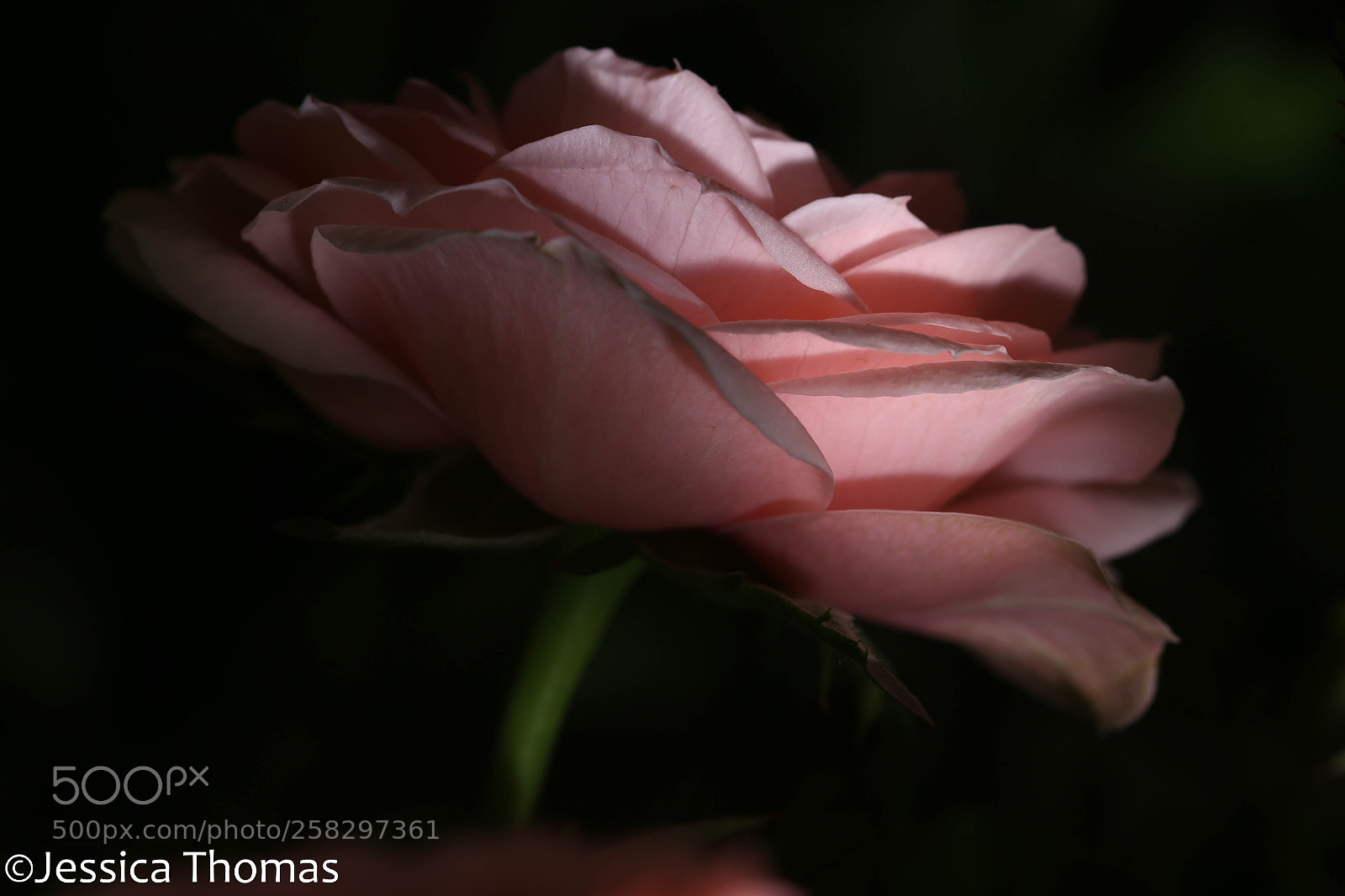 Canon EOS 6D sample photo. Untitled photography