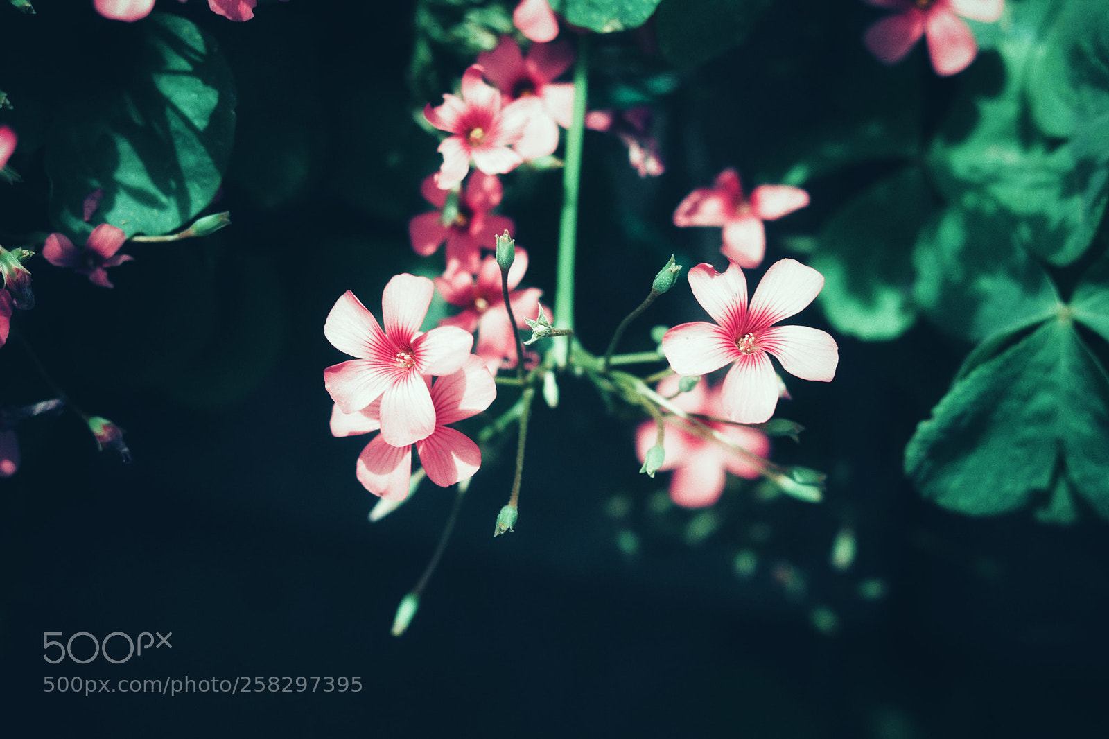 Canon EOS 80D sample photo. Untitled photography