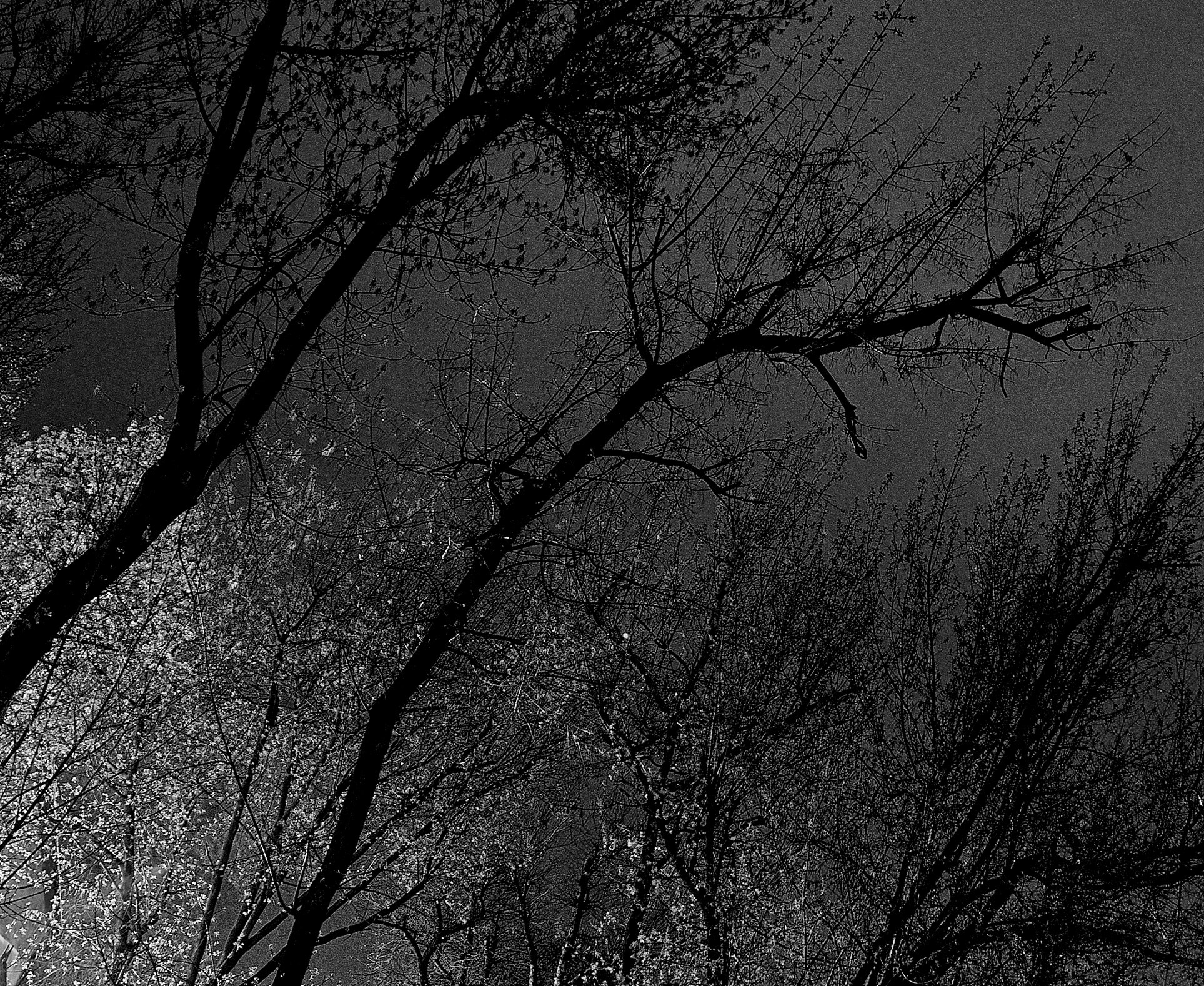 Nikon D7000 sample photo. Shades of black photography