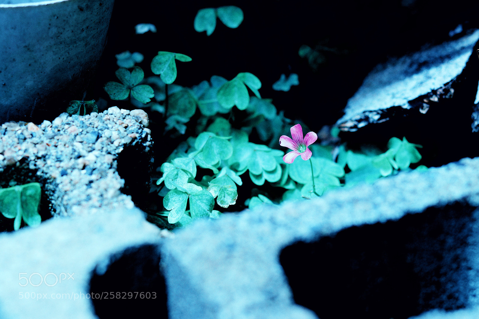 Canon EOS 80D sample photo. Untitled photography