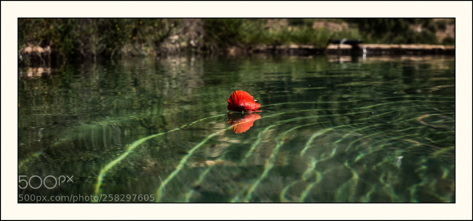 Nikon D800 sample photo. Amapola a la deriva photography