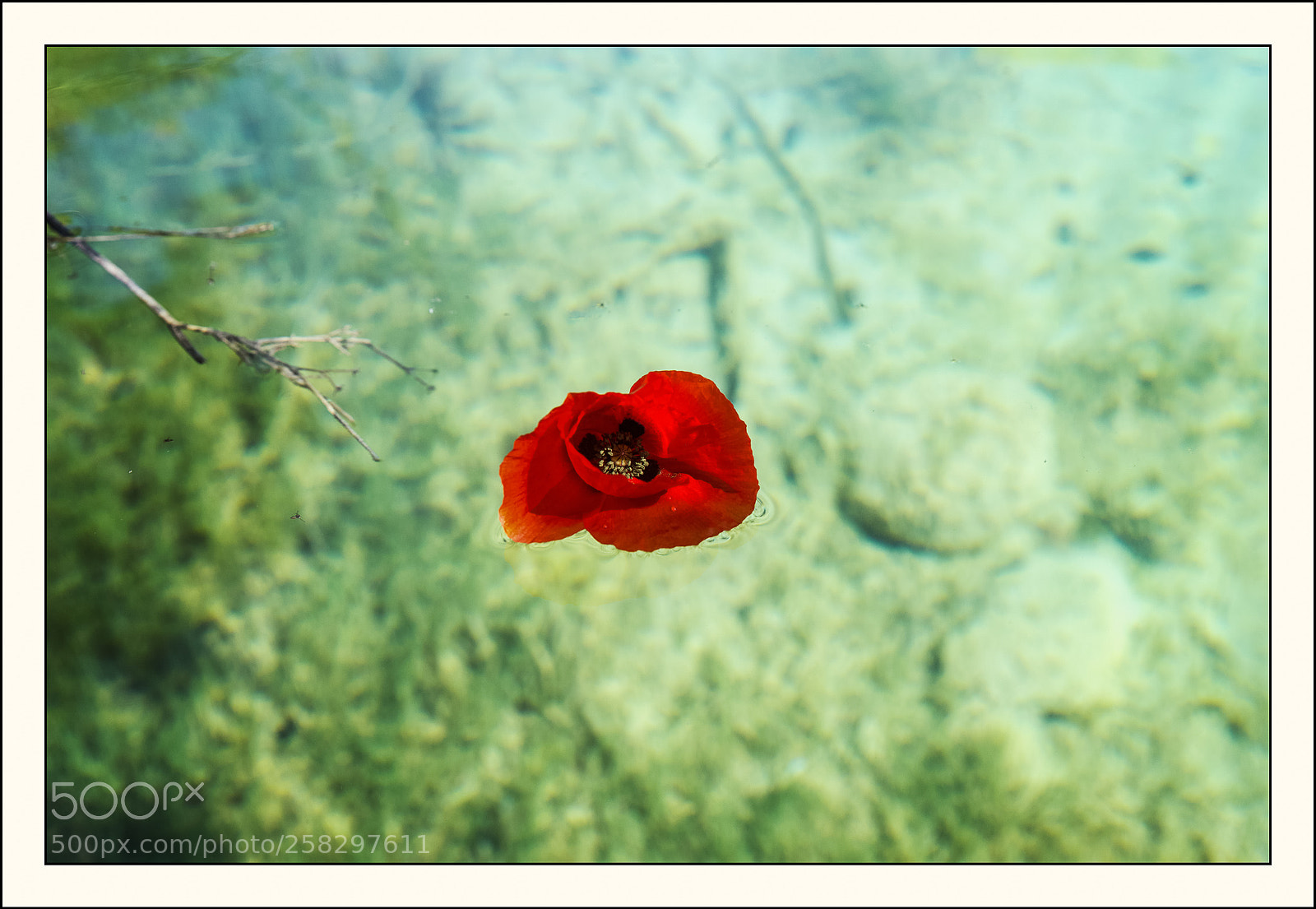 Nikon D800 sample photo. Amapola a la deriva photography