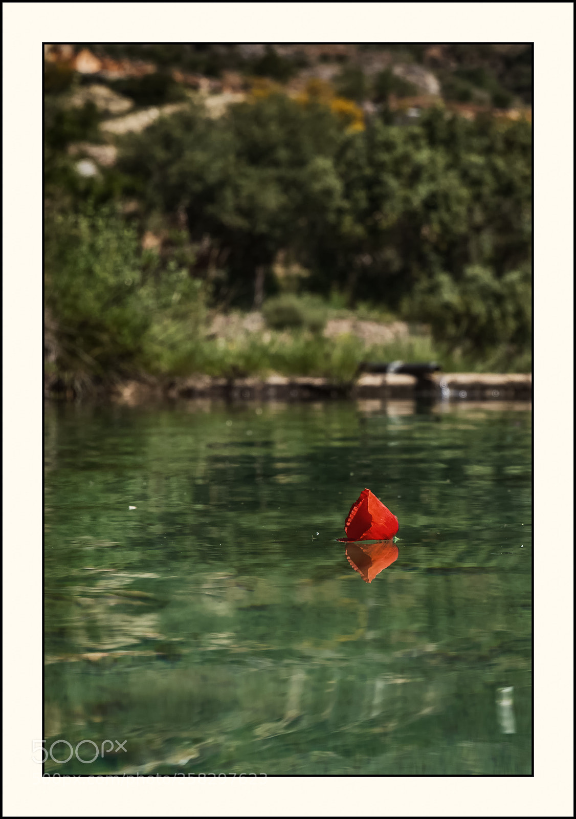 Nikon D800 sample photo. Amapola a la deriva photography