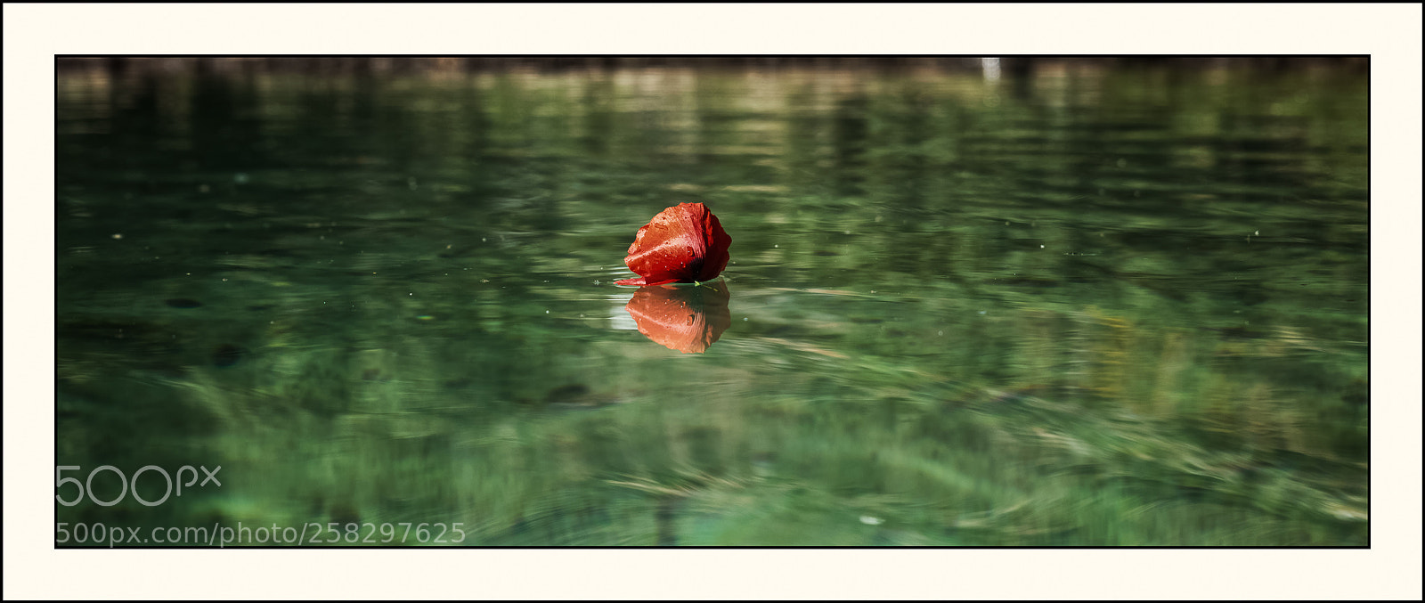Nikon D800 sample photo. Amapola a la deriva photography