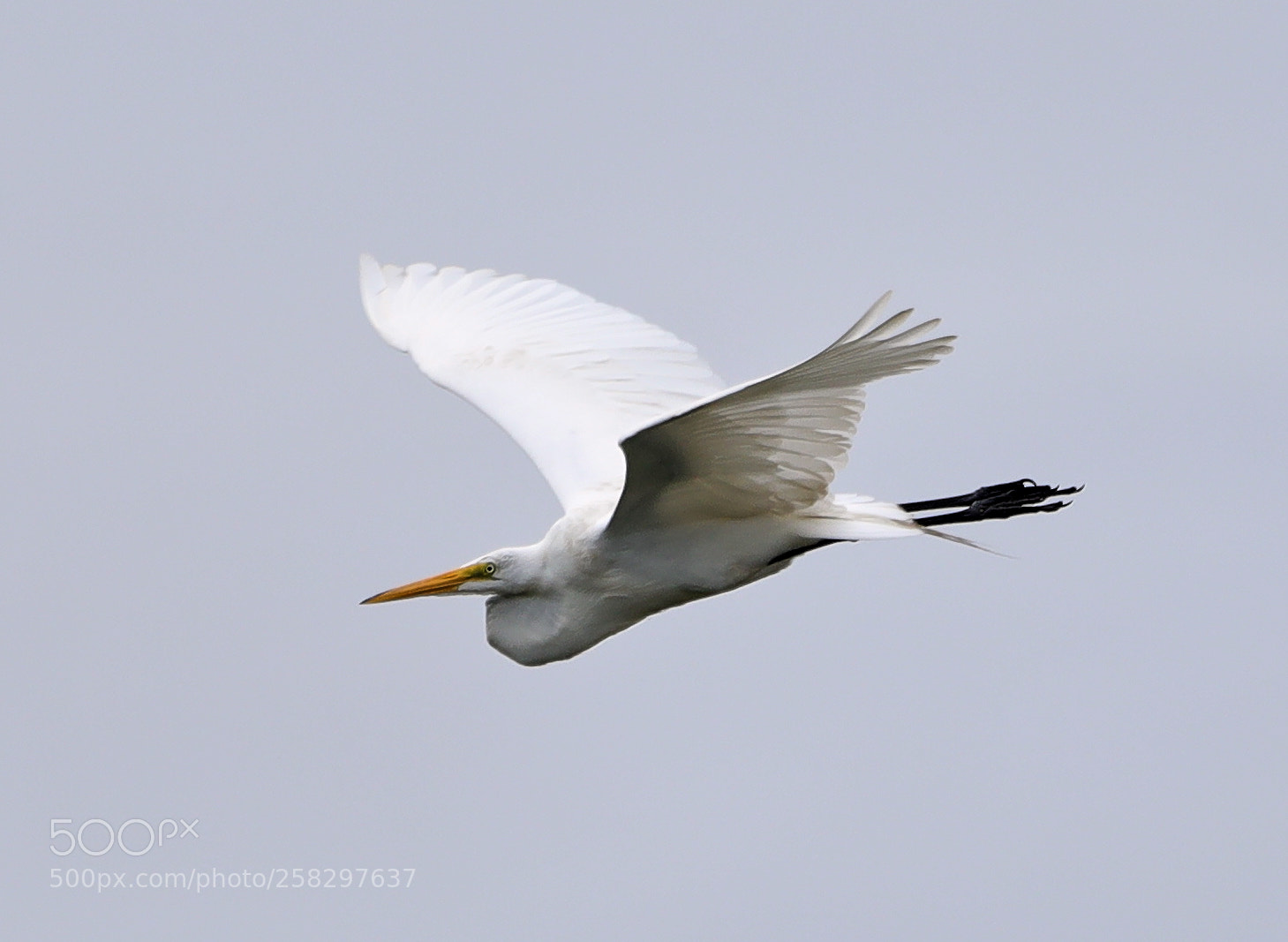 Canon EOS-1D X Mark II sample photo. 05-17-18-0018092.jpg photography