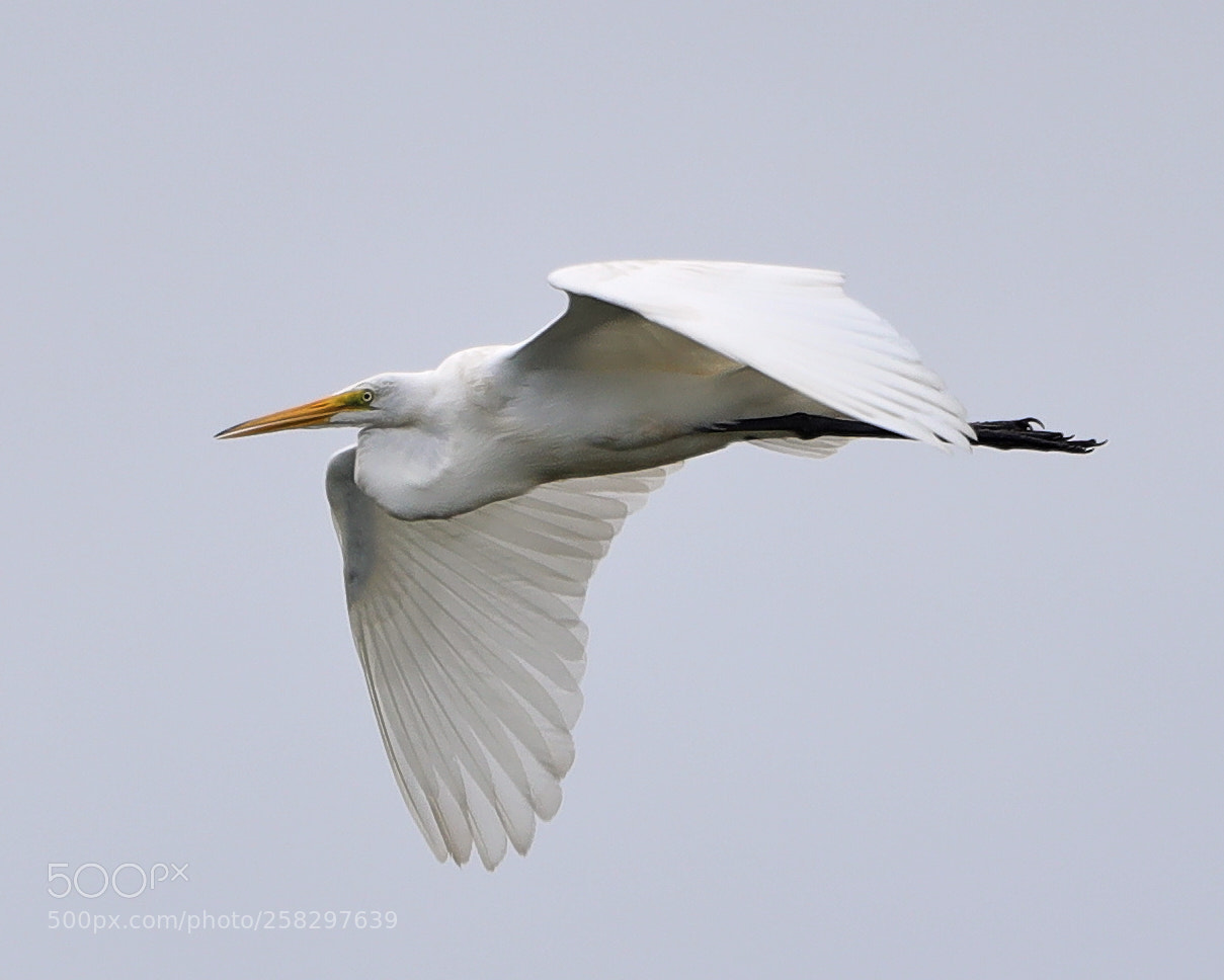 Canon EOS-1D X Mark II sample photo. 05-17-18-0018091.jpg photography